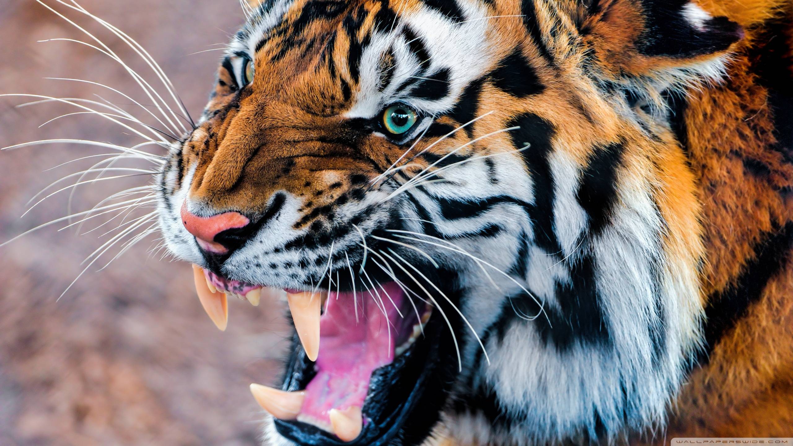 Wallpapers For > Angry Siberian Tiger Wallpapers