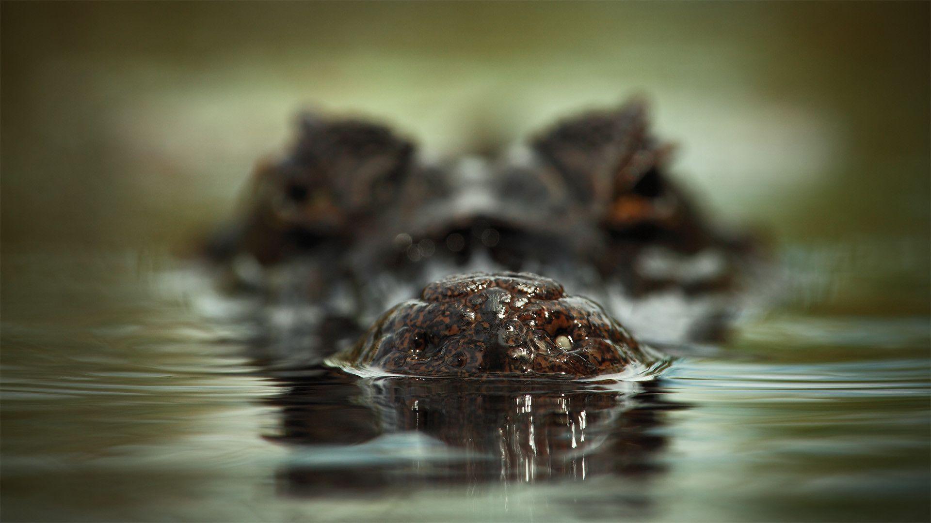 Alligator Computer Wallpapers, Desktop Backgrounds Id