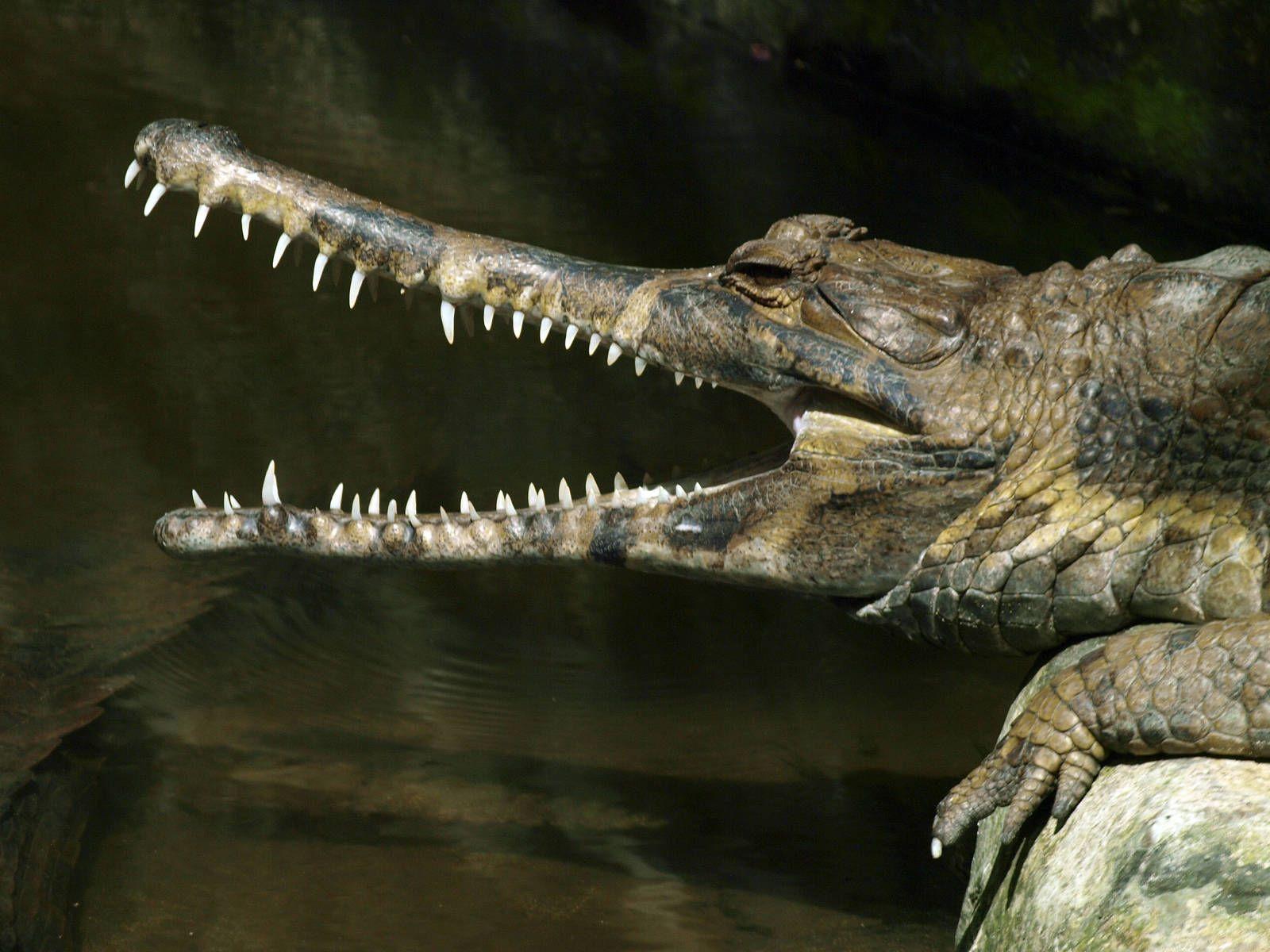 False Gharial