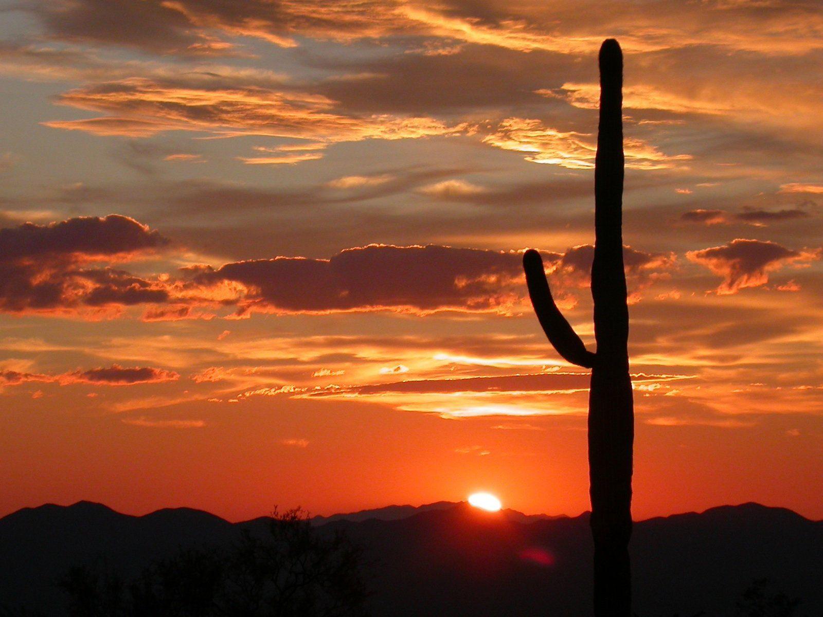 Saguaro National Park