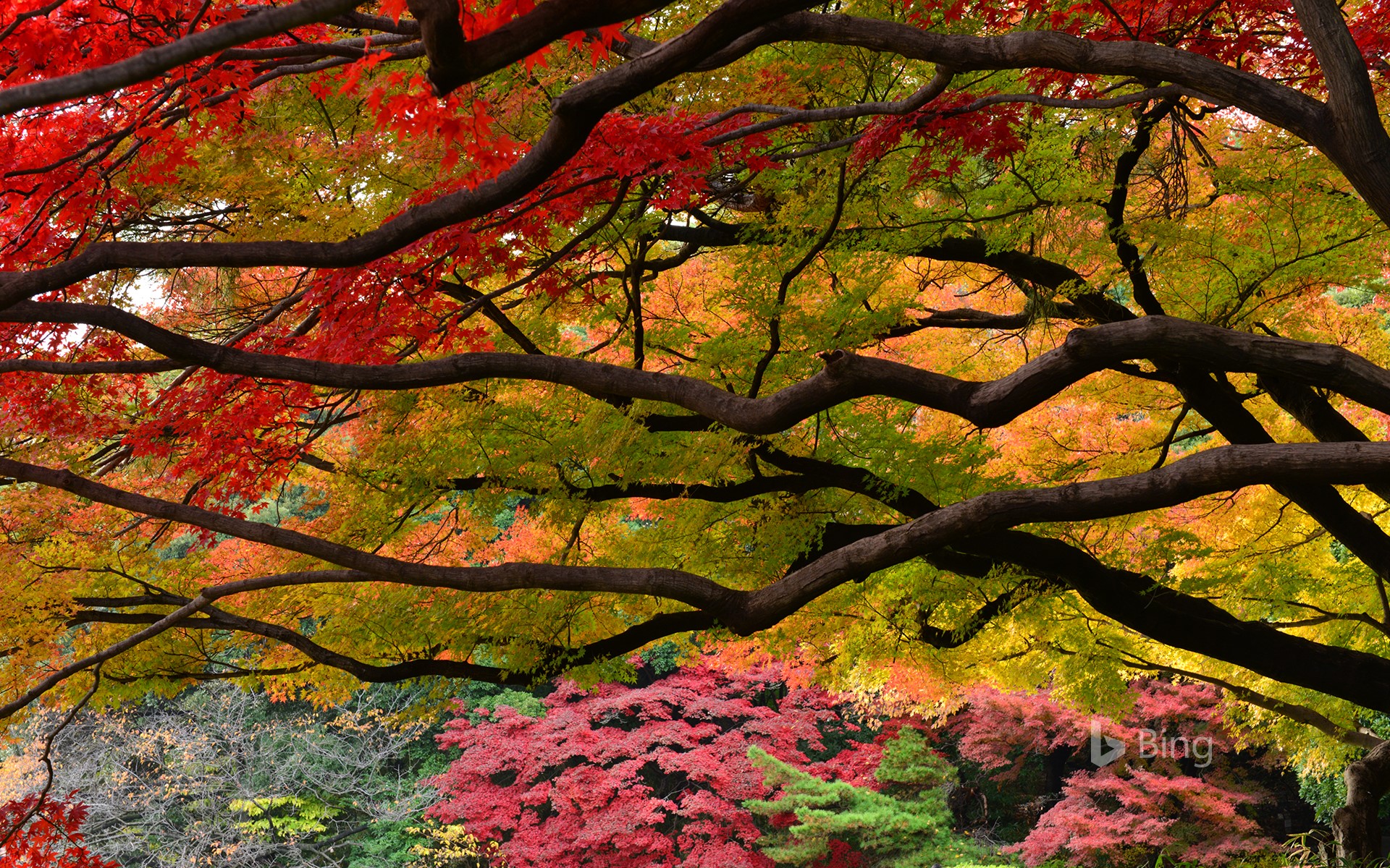 Autumn color in Shinjuku