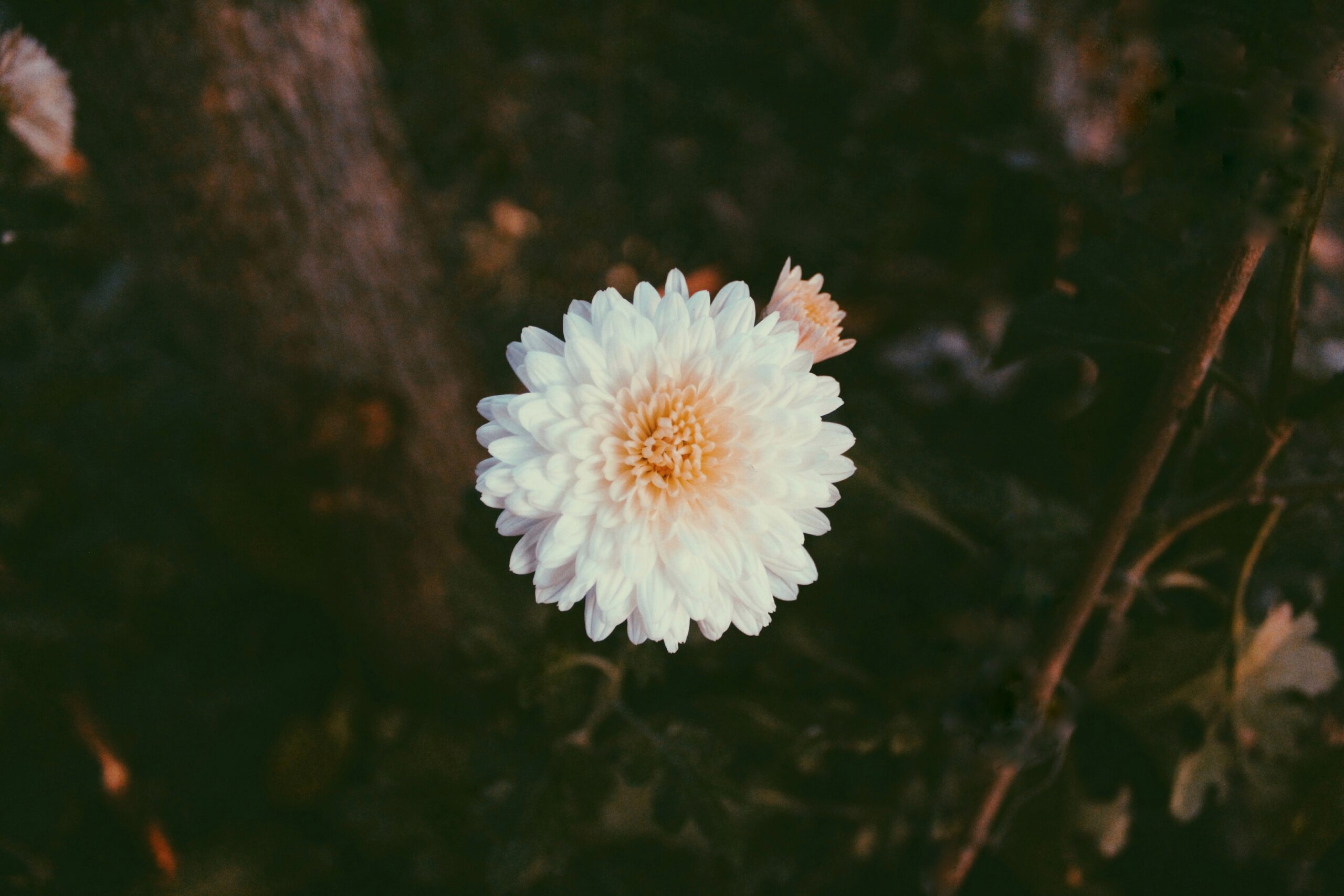 Free stock photo of beautiful flowers, vsco