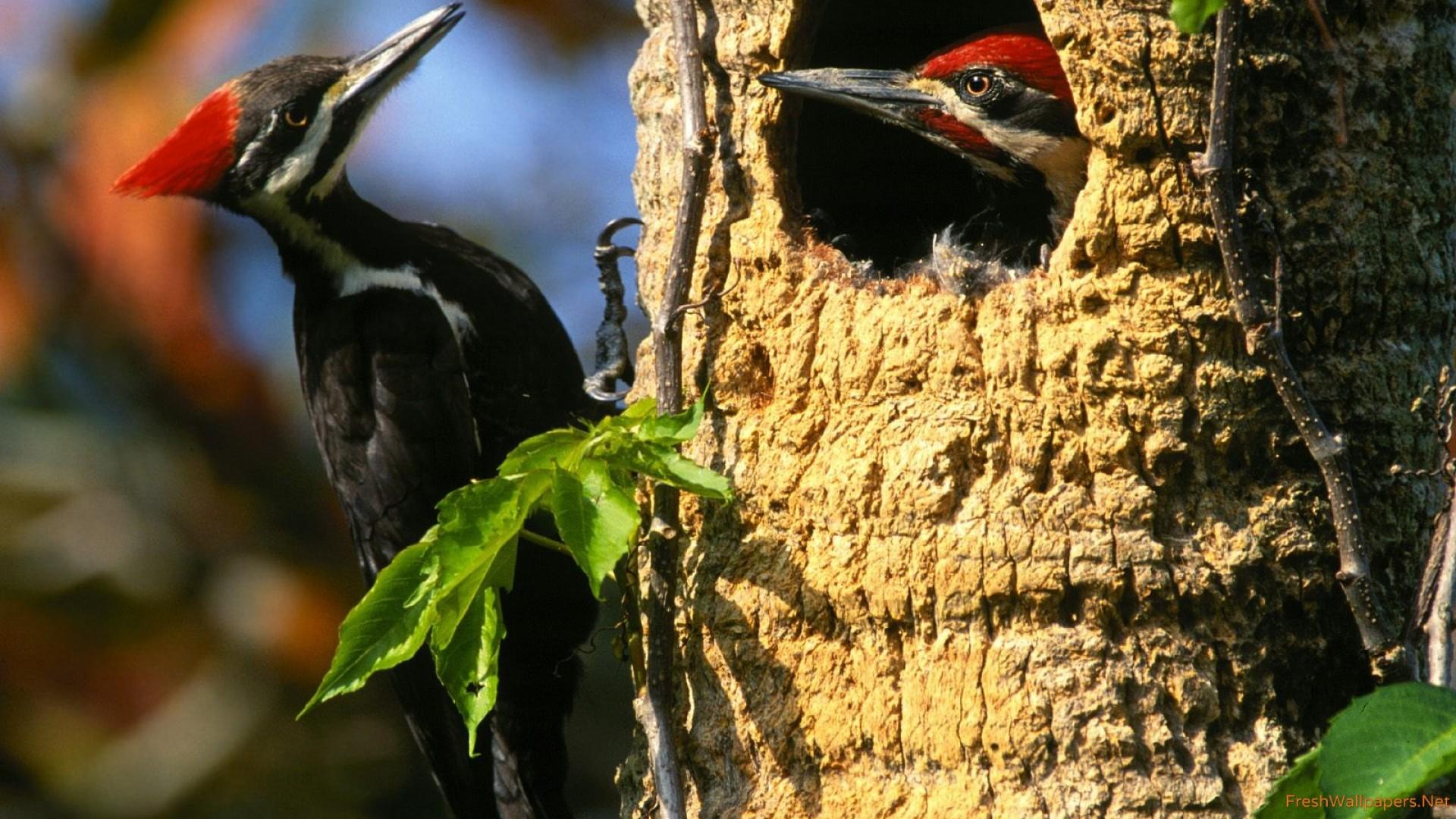 Woodpecker wallpapers