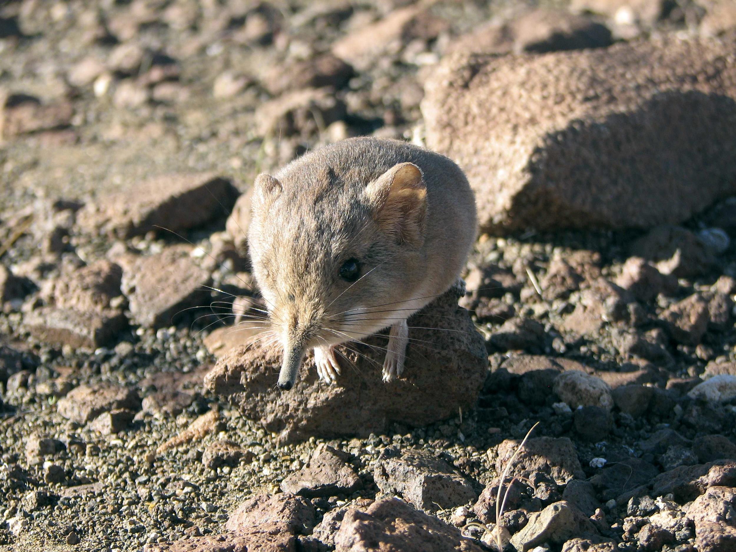 New Shrew Looks Like a Mouse, but It’s More of an Elephant