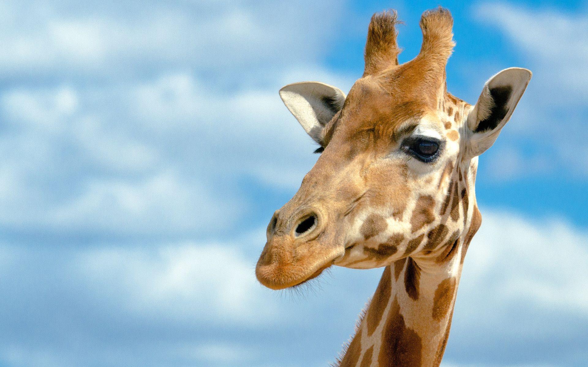 Giraffe HD Wallpapers