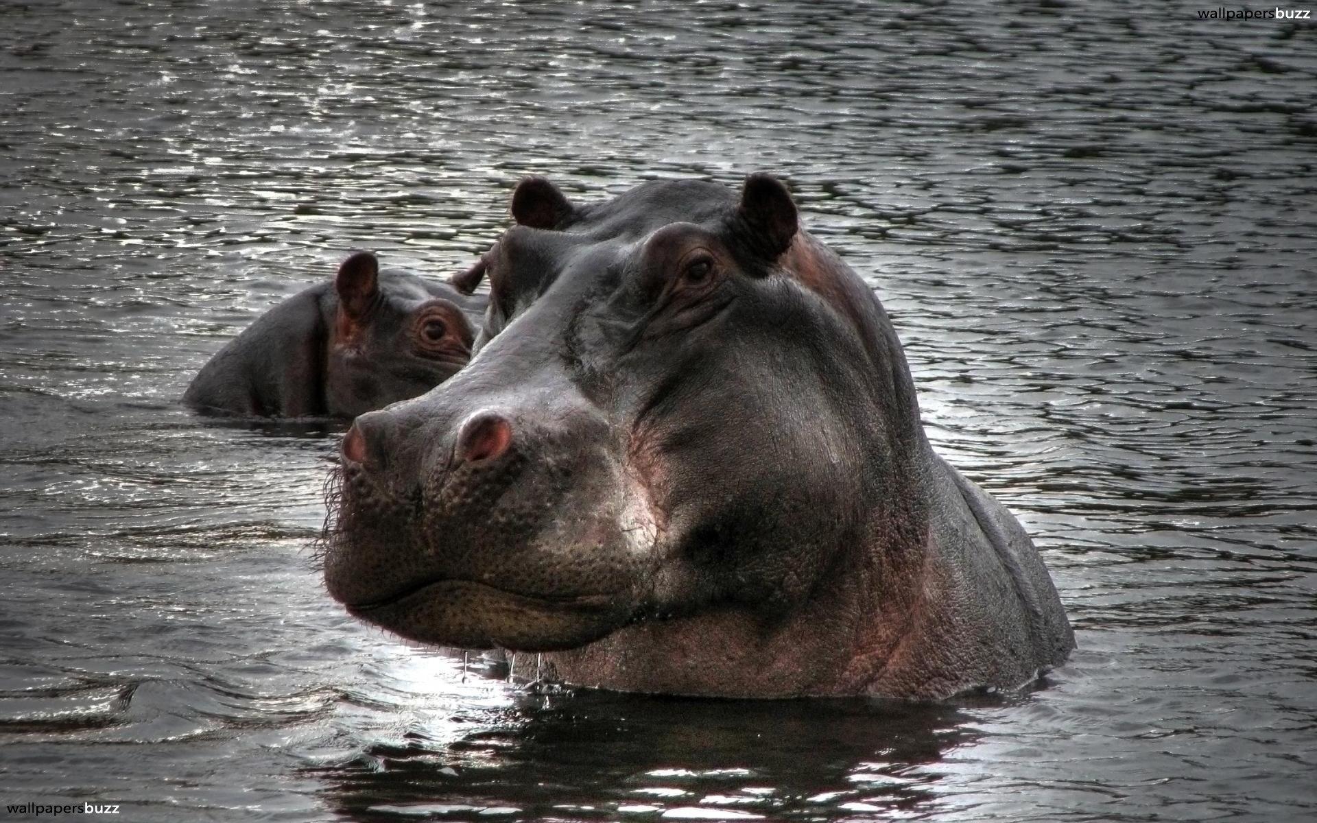 Stroppy hippo HD Wallpapers