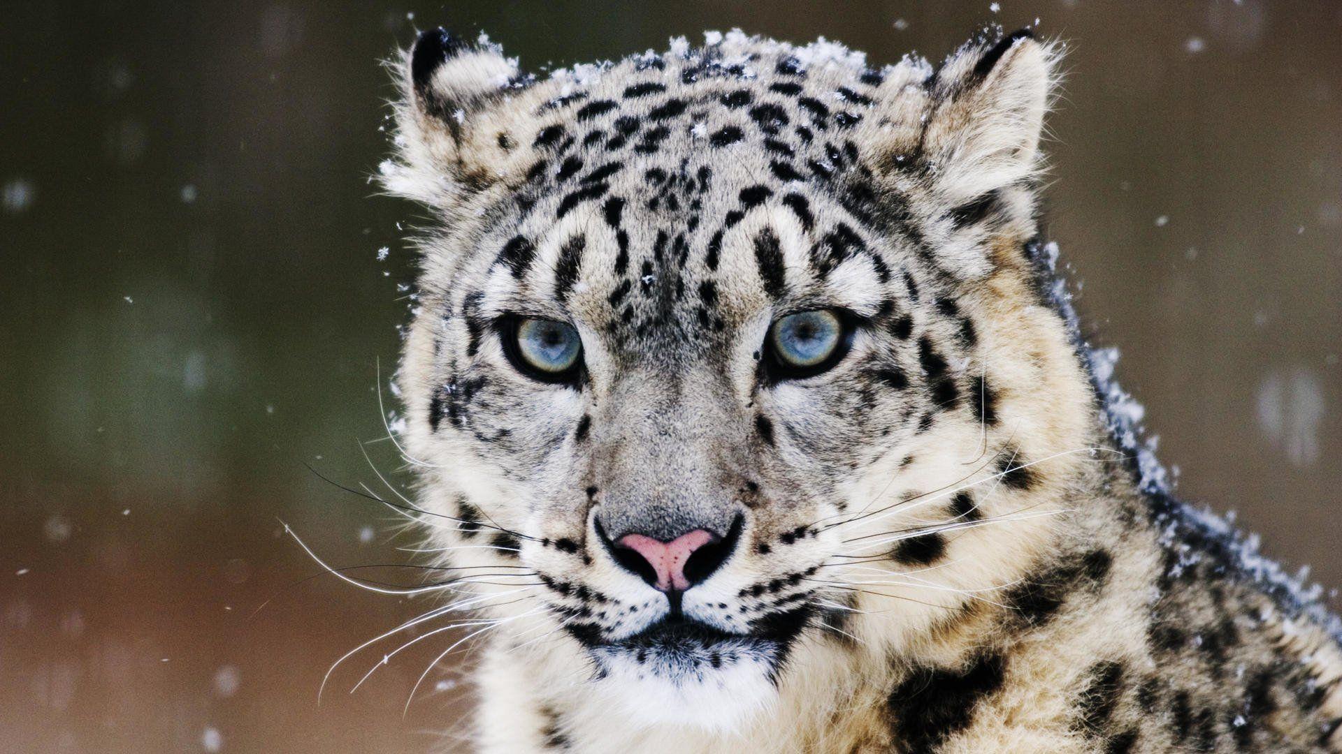 324 Snow Leopard HD Wallpapers