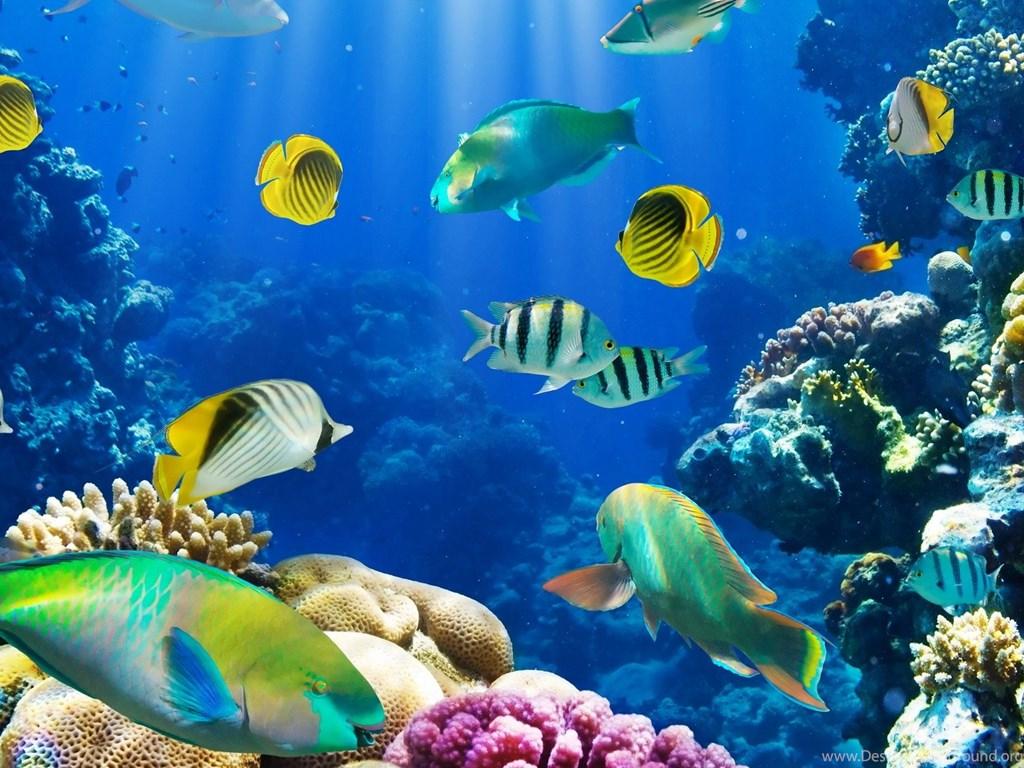 Aquarium Wallpapers HD Free Download Desktop Backgrounds