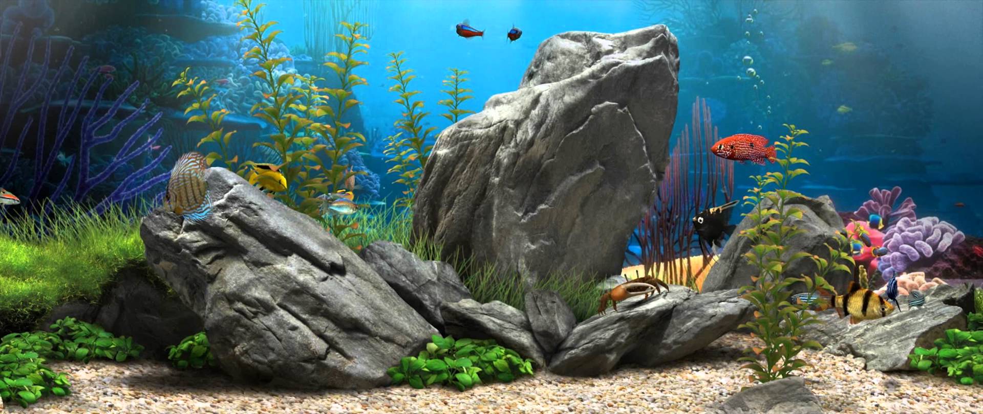 55+ Fish Tank Wallpapers