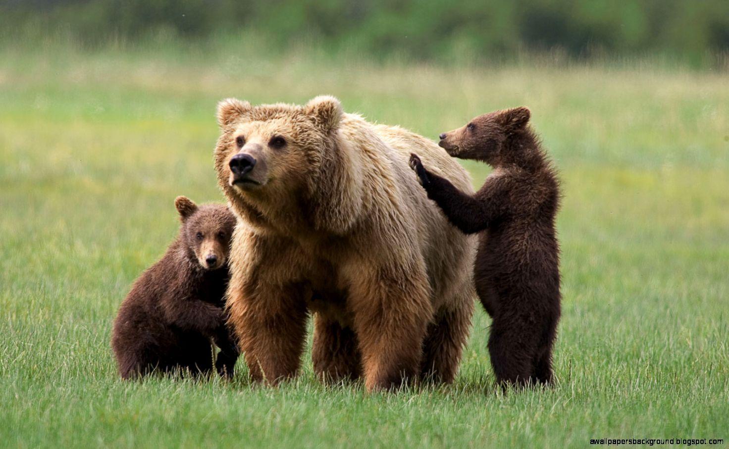 Grizzly Bear Cubs