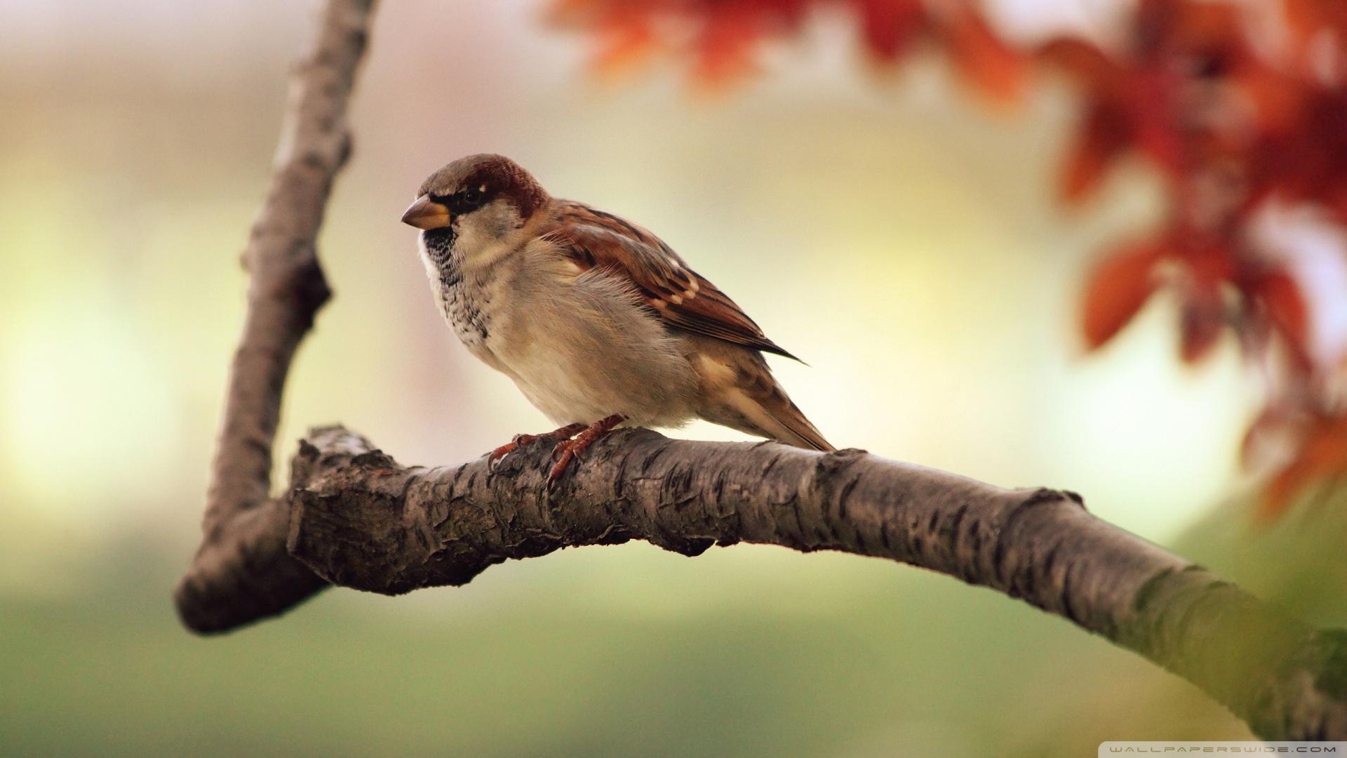 Sparrow ❤ 4K HD Desktop Wallpapers for 4K Ultra HD TV • Dual Monitor