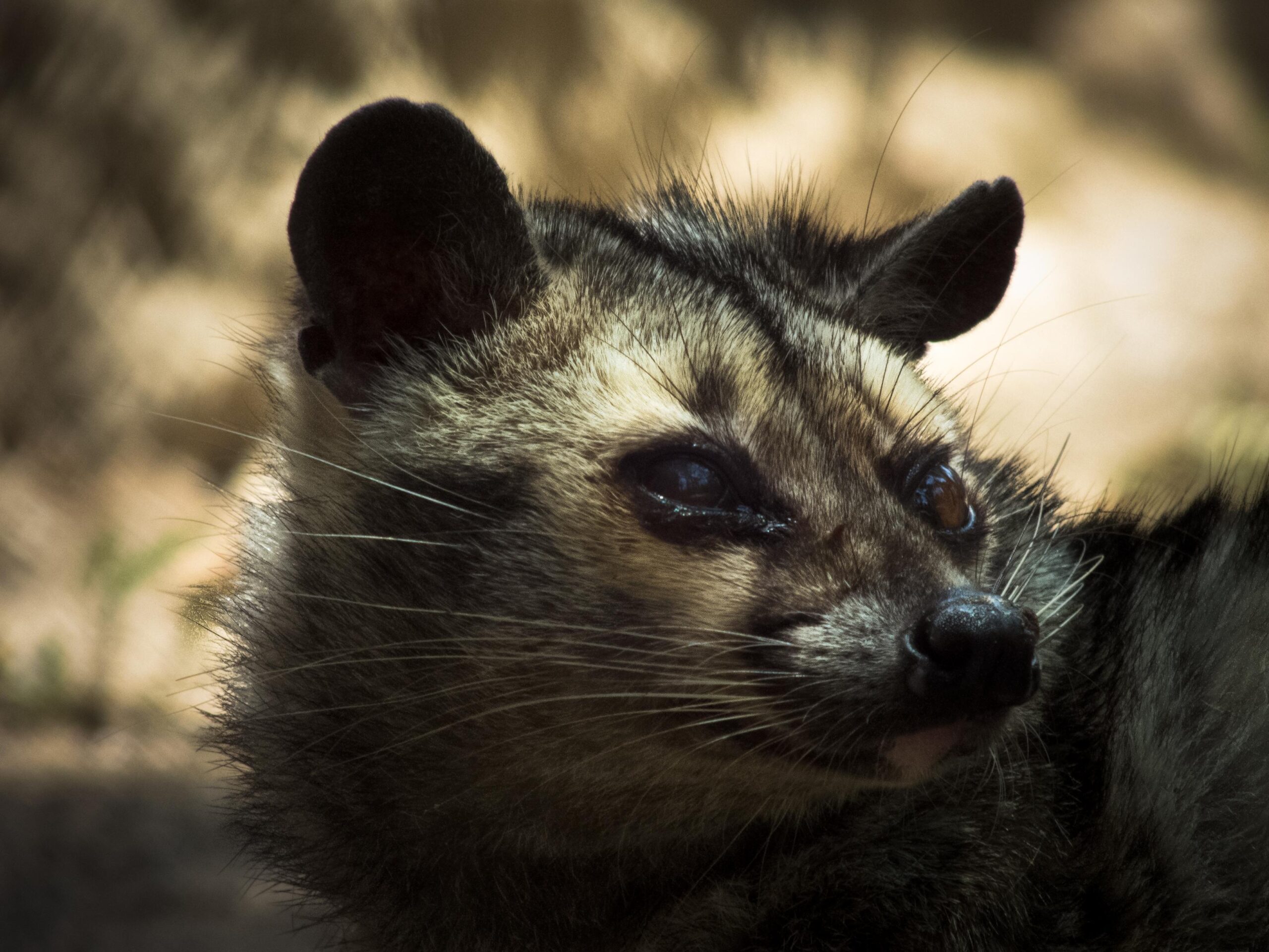 File:Himalay Palm Civet