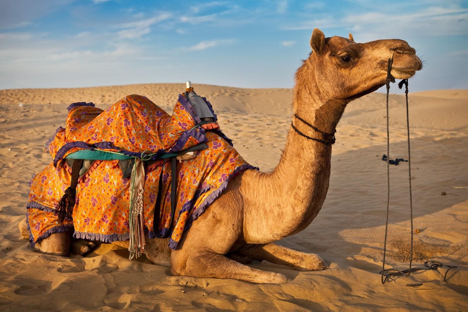 Camel Wallpapers 14