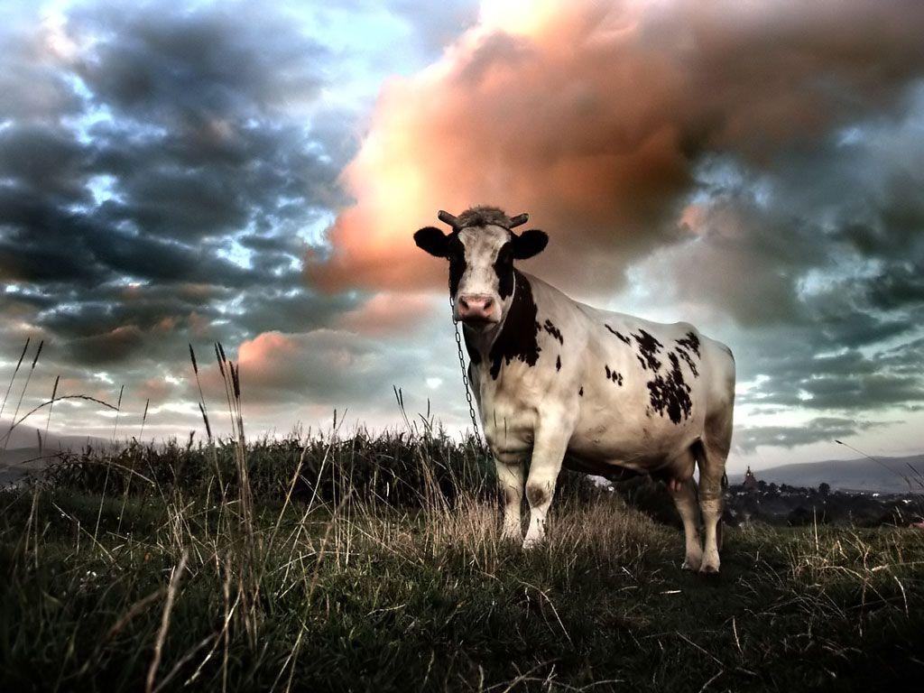 Cow Wallpapers Wallpapers 1024×768 Cow Picture Wallpapers