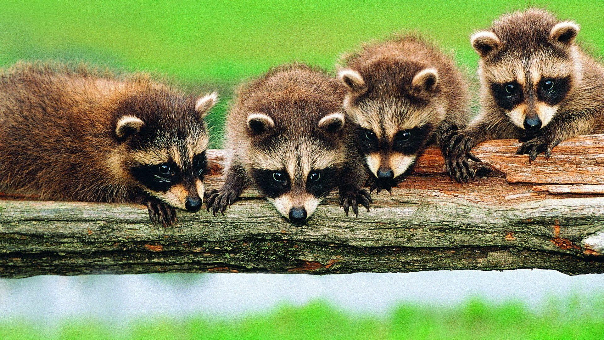 Raccoons Tag wallpapers: Grass Animals Raccoons Animal Picture With