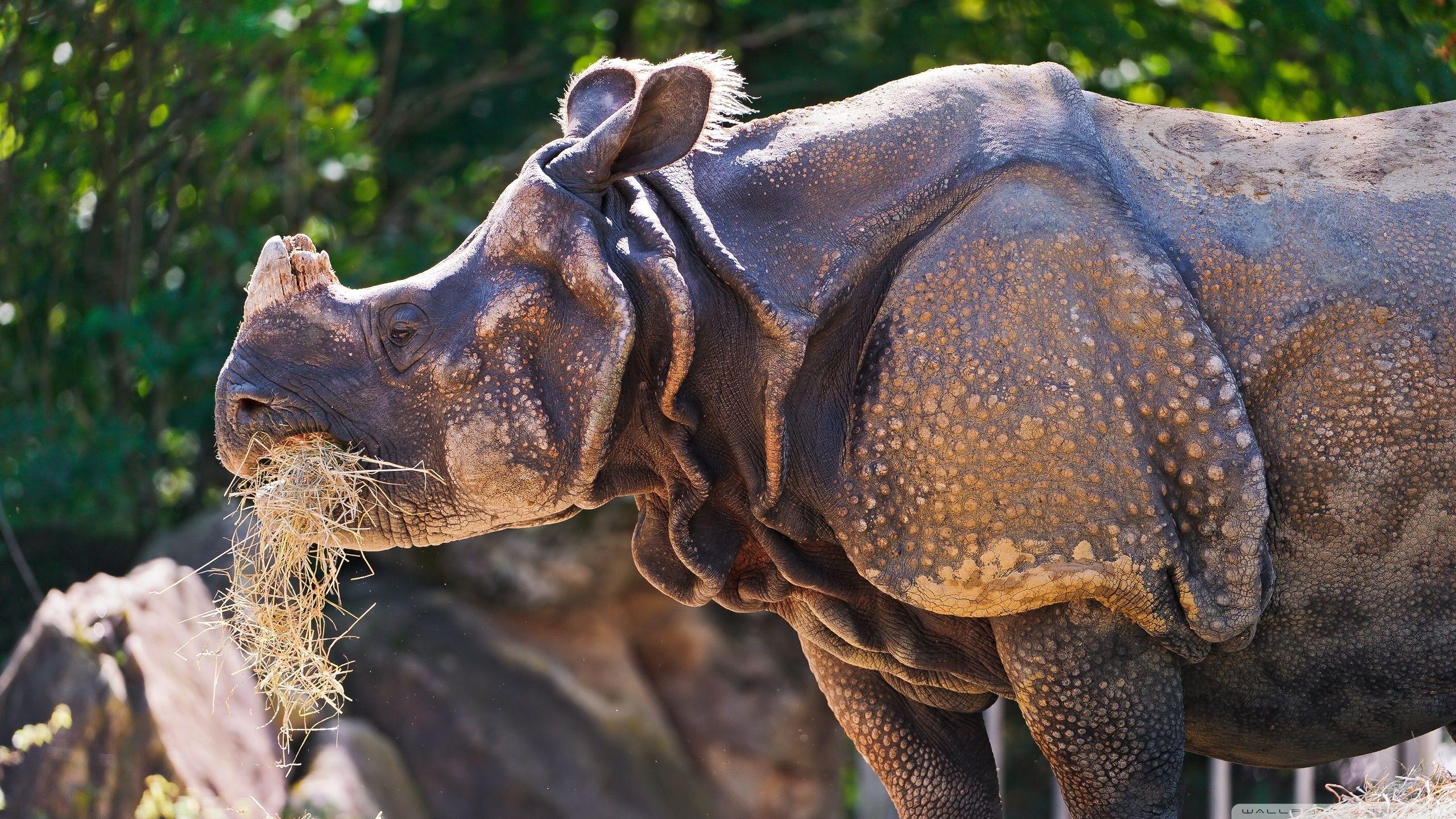 Rhino Eating Grass ❤ 4K HD Desktop Wallpapers for 4K Ultra HD TV