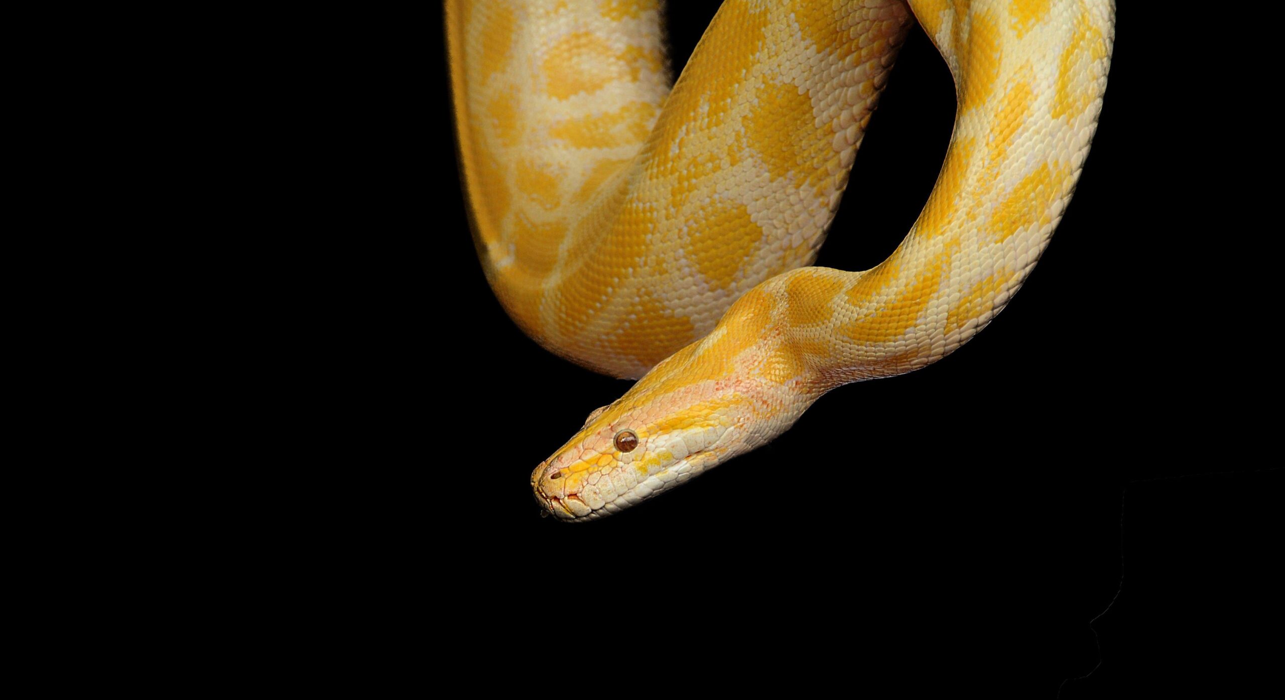 yellow and beige albino snake free image