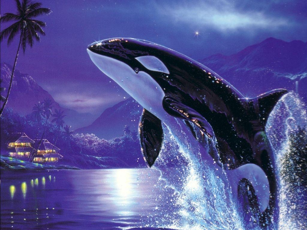 Jumping Orca Wallpapers High Res Pics 3435 Wallpapers