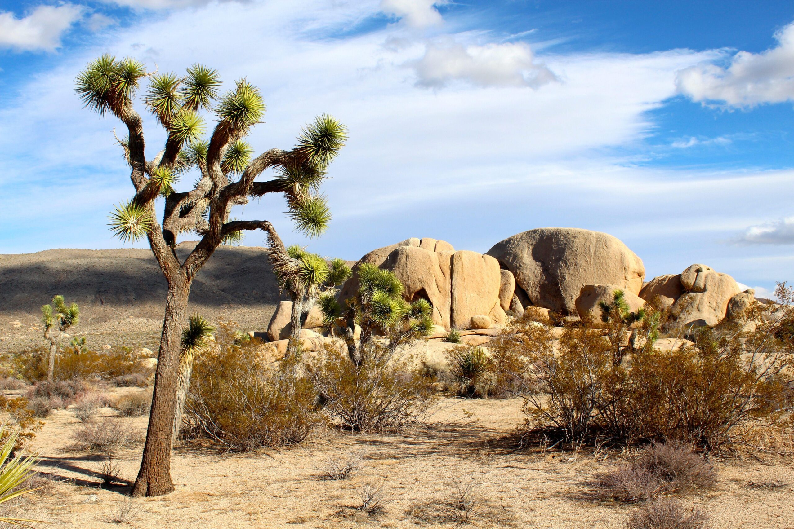 7 Joshua Tree National Park HD Wallpapers