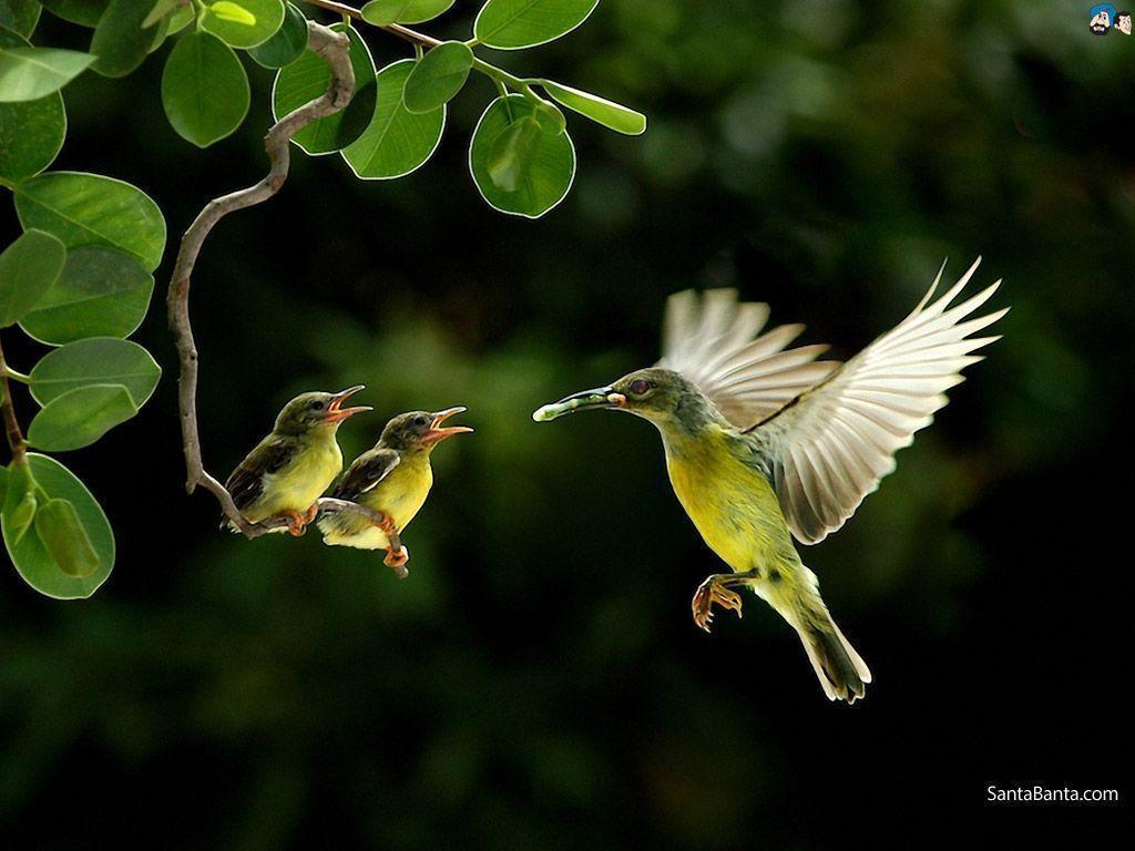 Free Download Birds HD Wallpapers