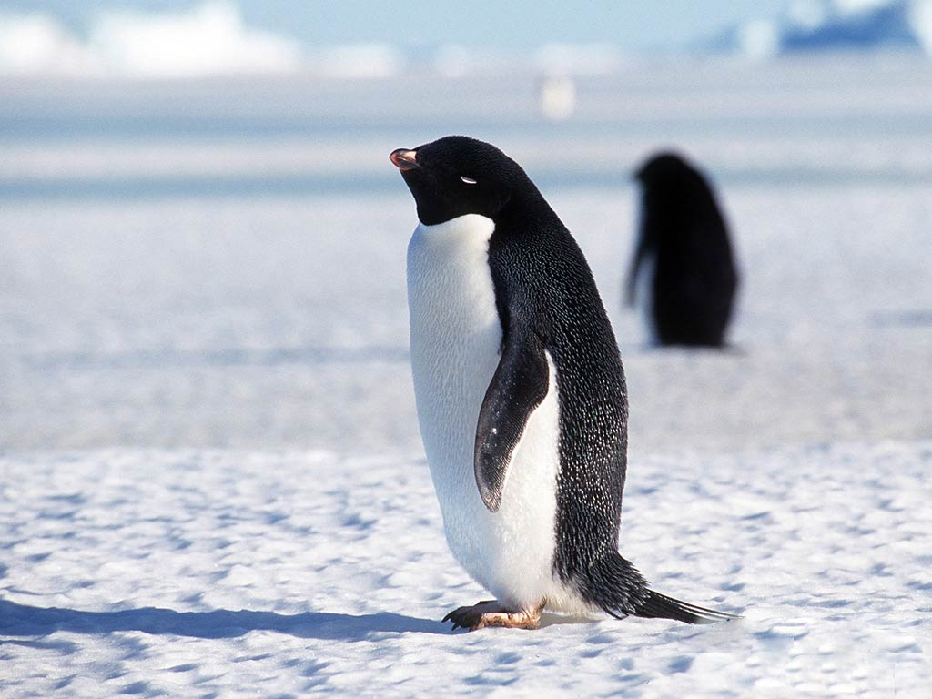 Penguin Wallpapers