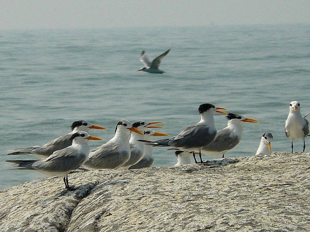 Lesser Crested Terns