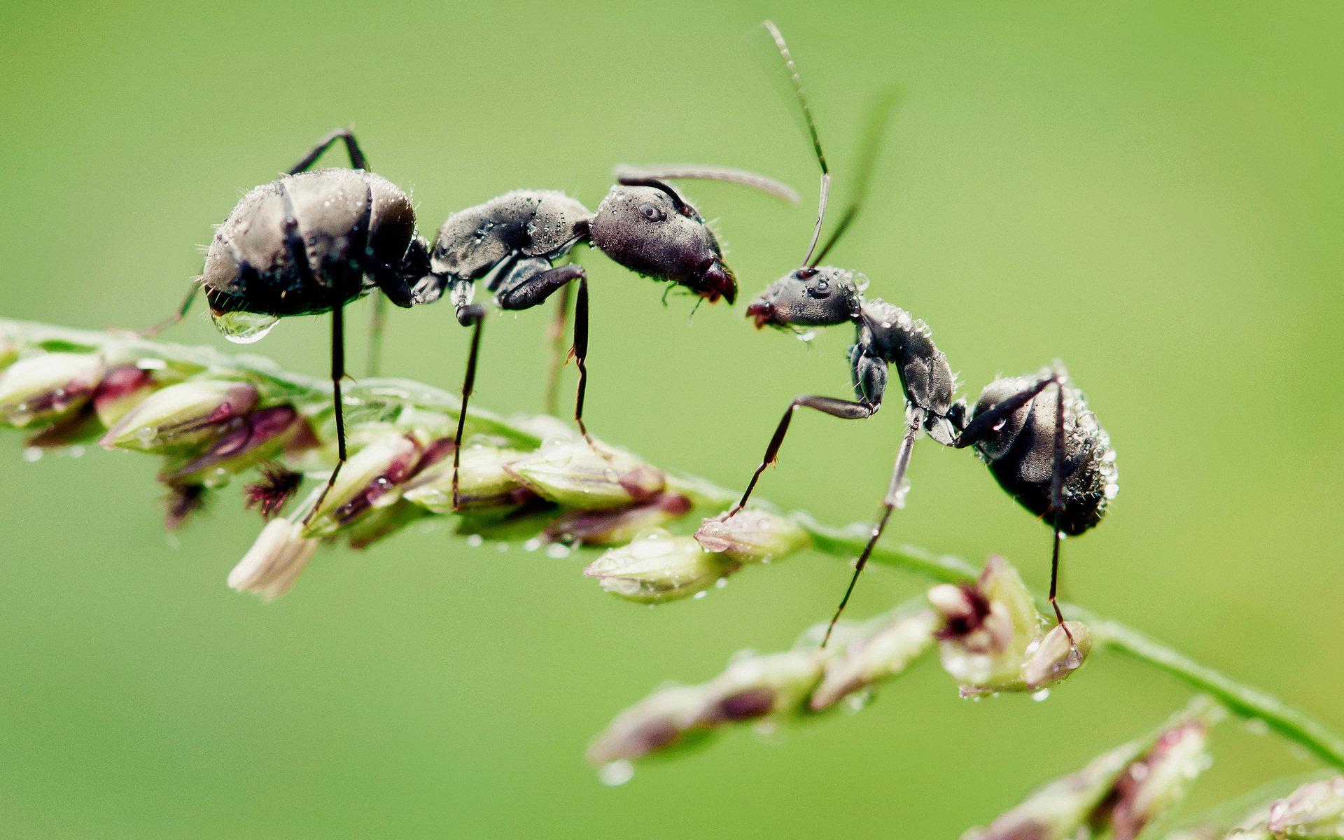 Ant HD Wallpapers