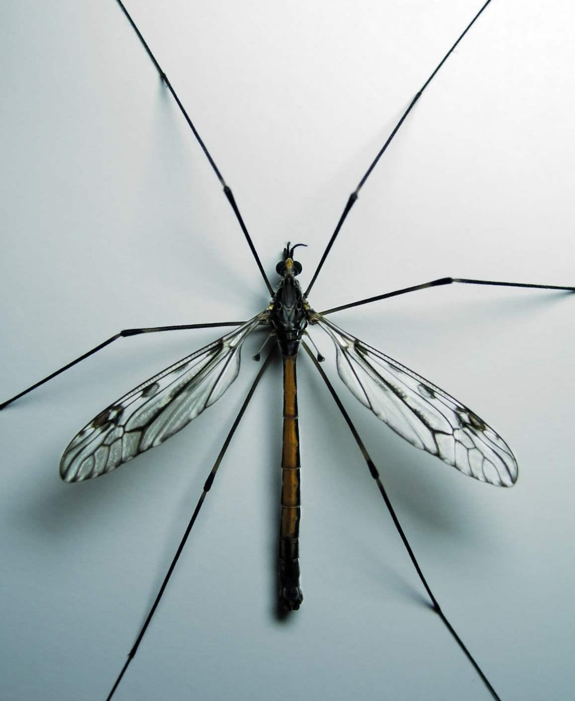 Crane Fly Insect Facts with Pictures