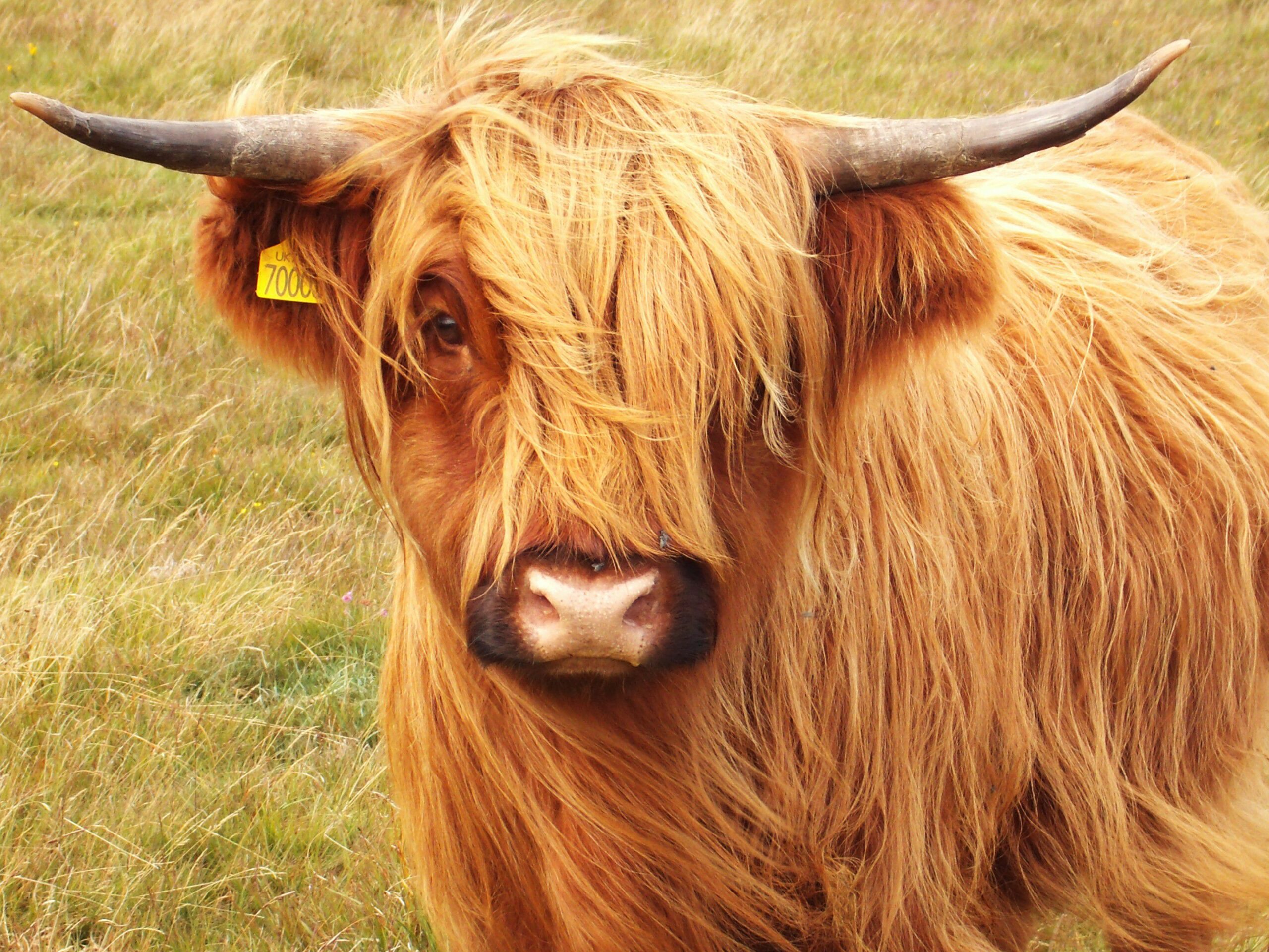 Highland Cattle Free HD Wallpapers Image Backgrounds