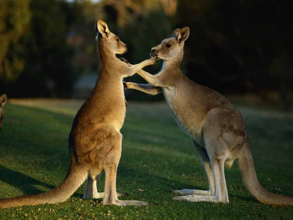 HD Wallpapers: Kangaroo Desktop Wallpapers