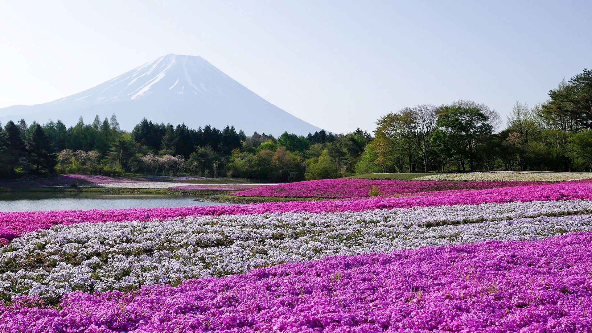 Fuji Shibazakura festival