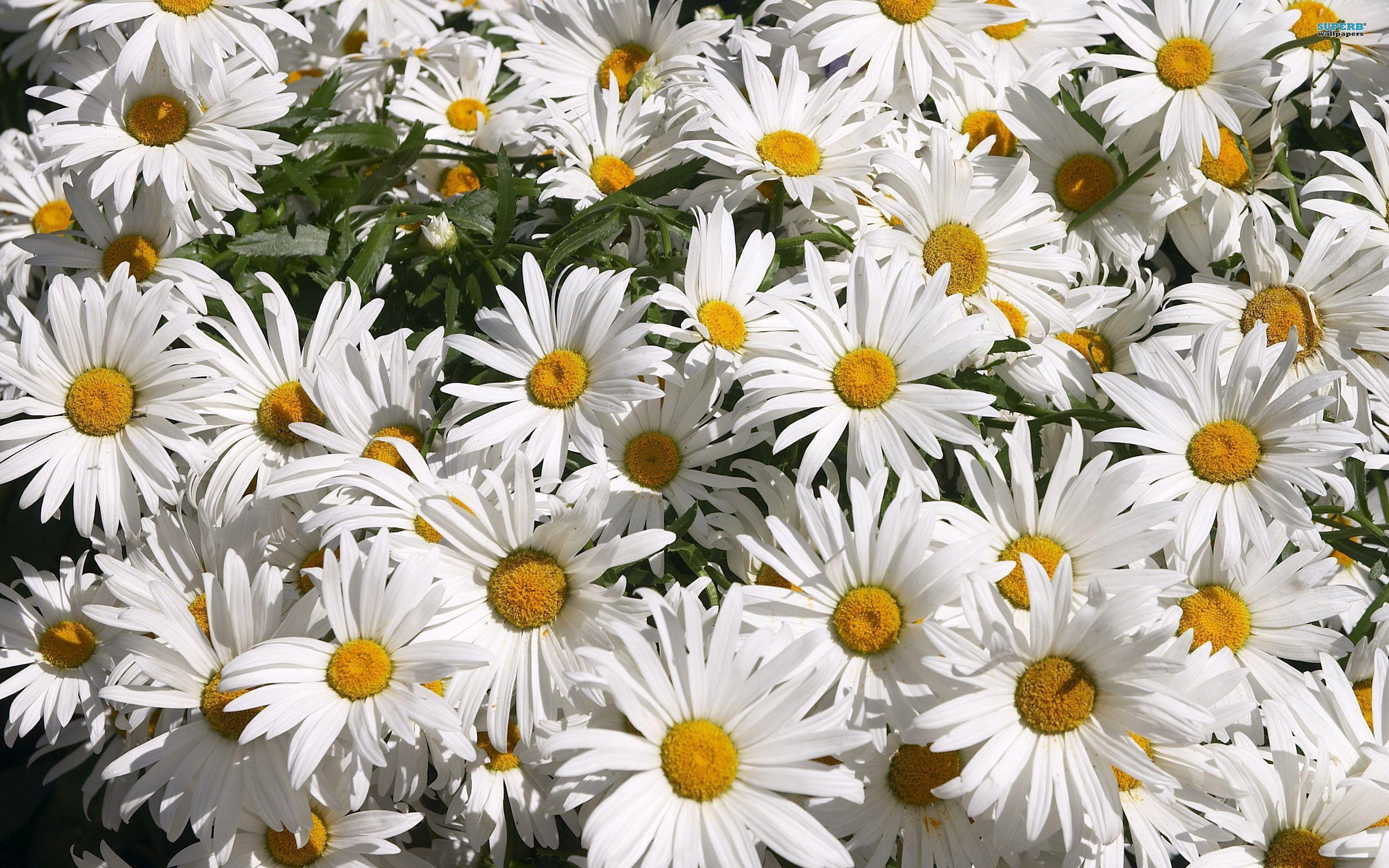 Daisy wallpapers