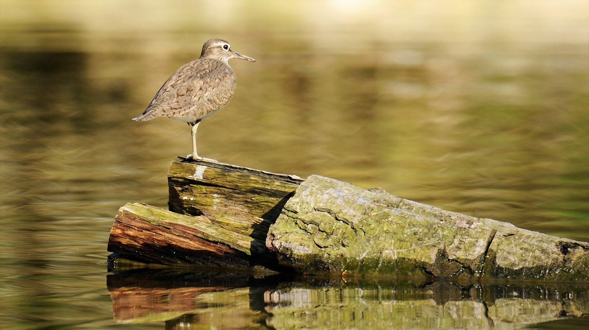 Sandpiper Wallpapers and Backgrounds Image