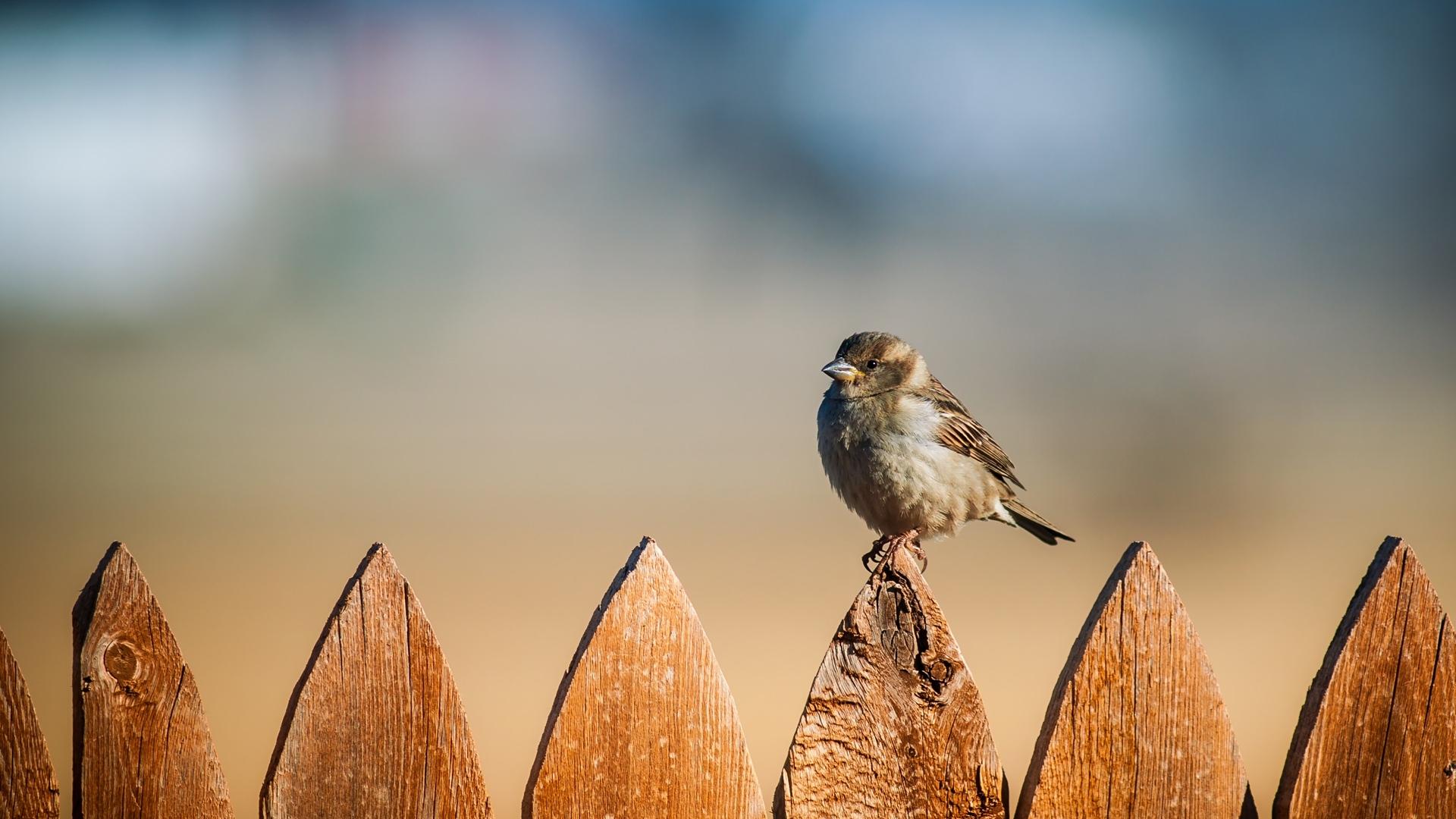 Sparrow Wallpaper Backgrounds 49386