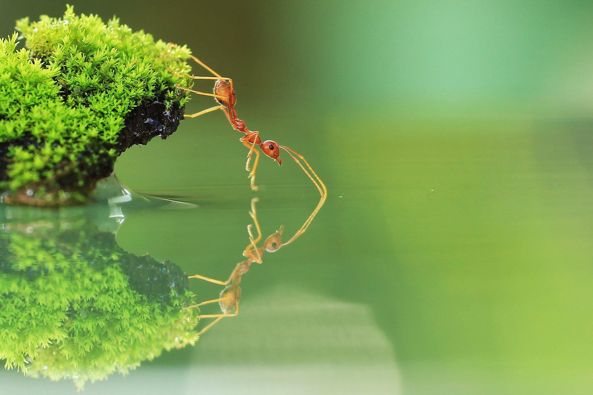 Ant HD Wallpapers