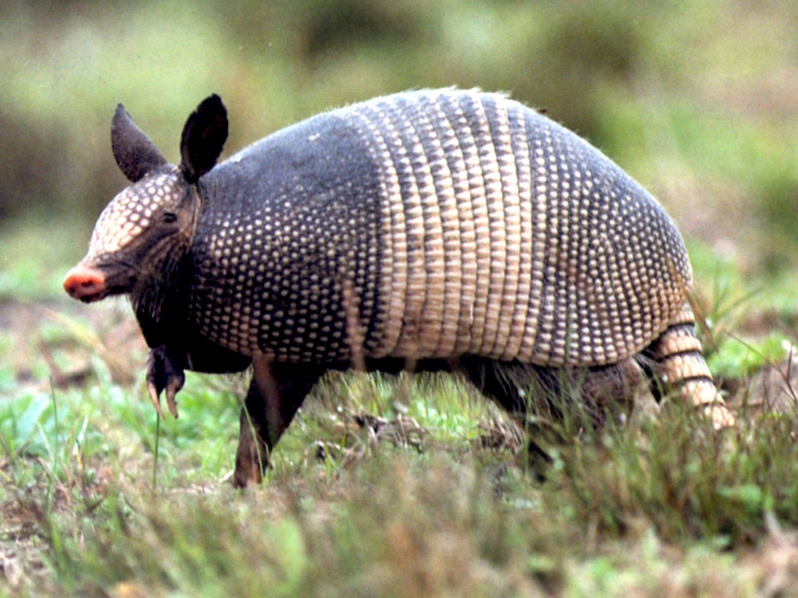 armadillo wallpapers hd