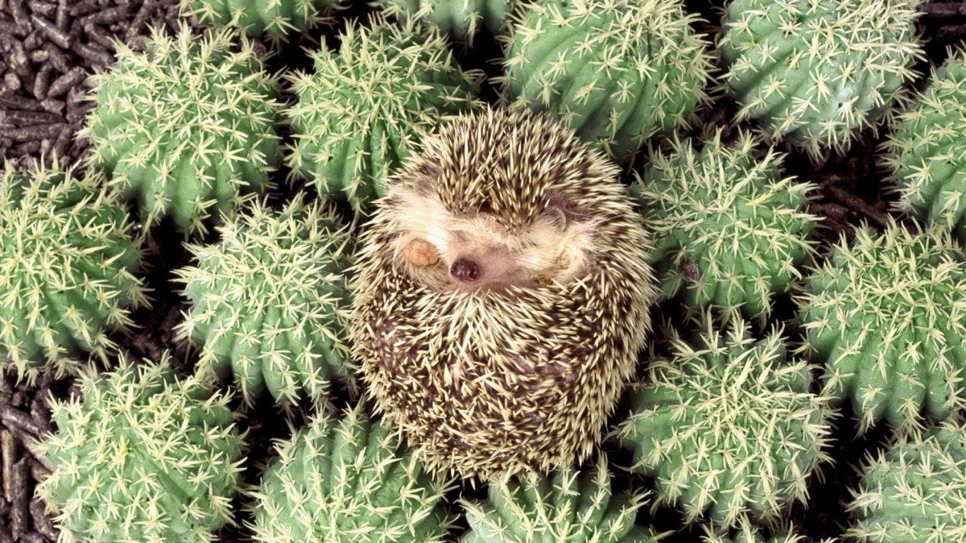 Hedgehog HD Desktop Wallpapers