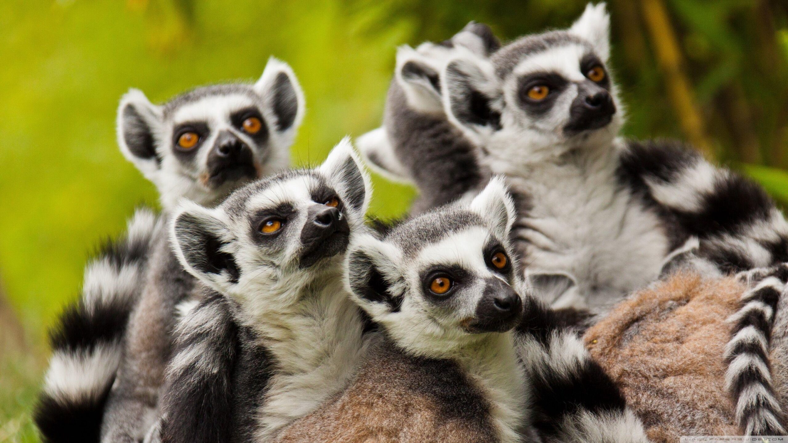 Lemurs Animals ❤ 4K HD Desktop Wallpapers for 4K Ultra HD TV