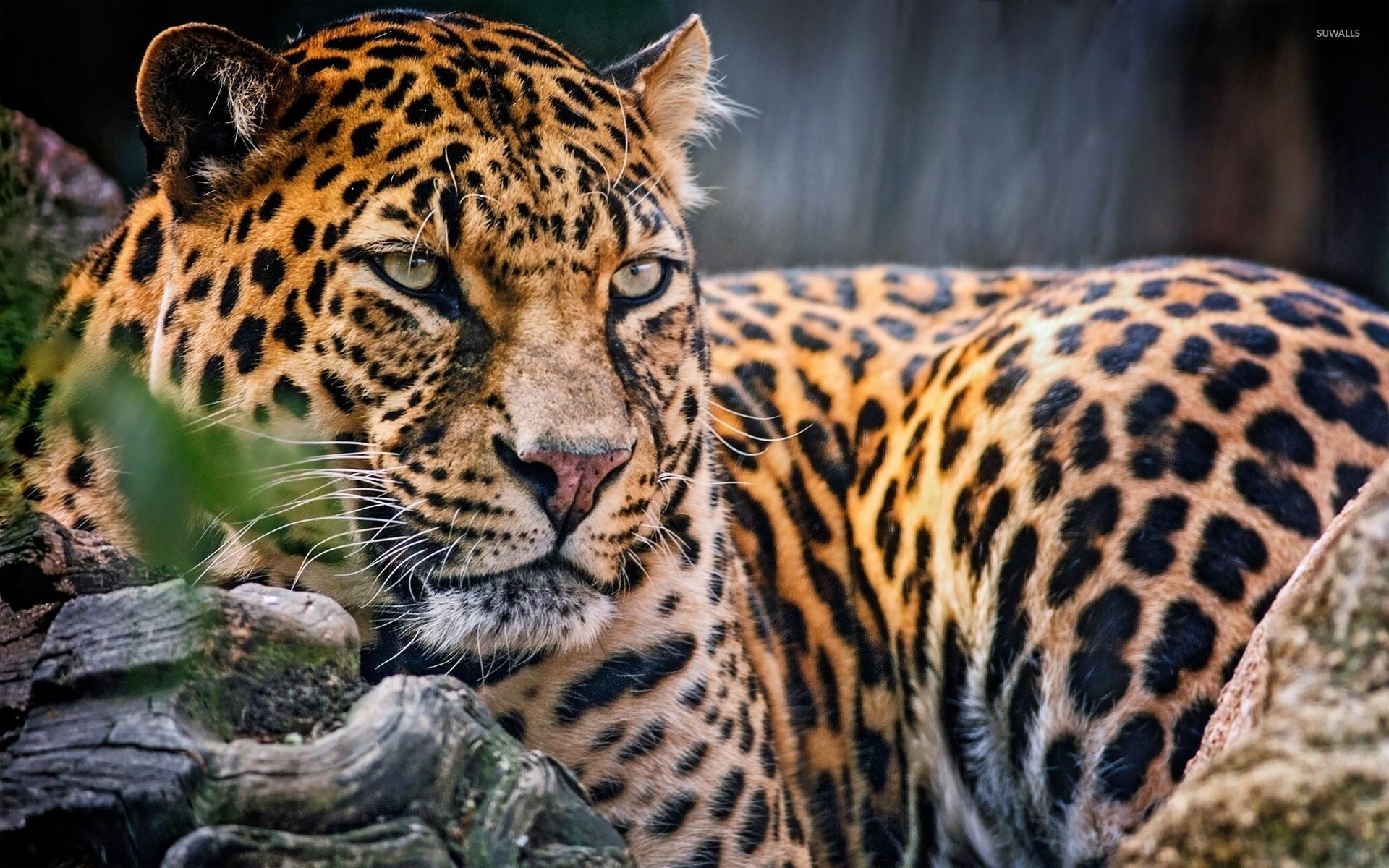 Majestic leopard wallpapers