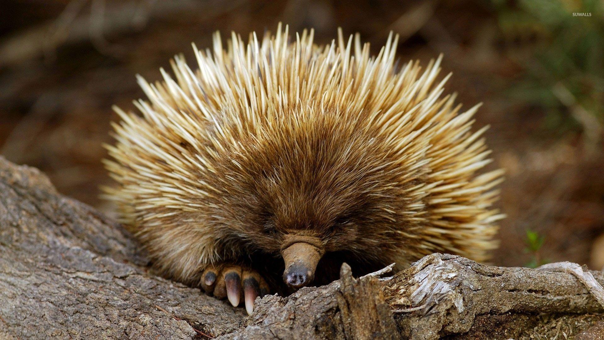 Porcupine [2] wallpapers