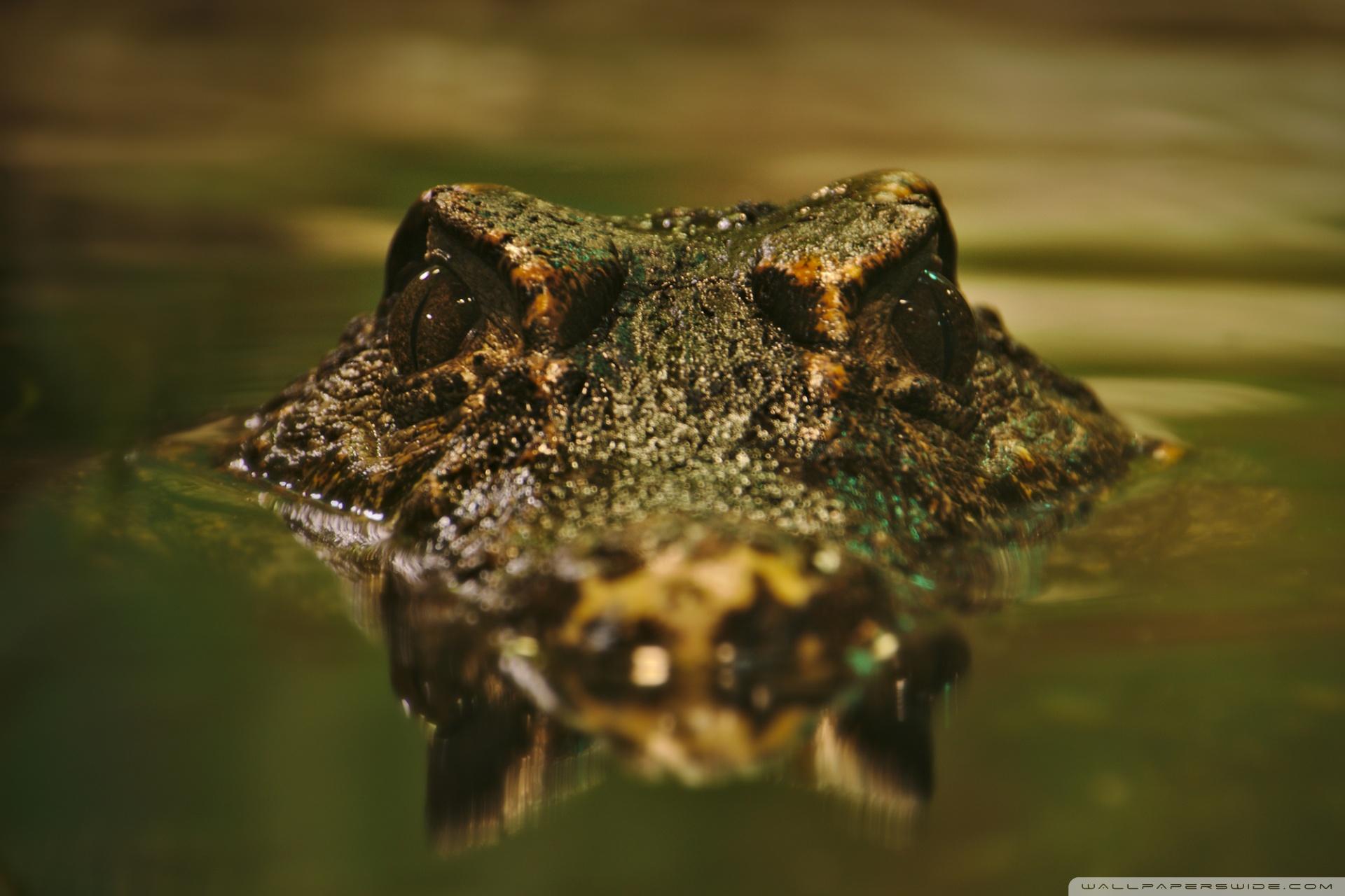 Crocodile ❤ 4K HD Desktop Wallpapers for 4K Ultra HD TV • Wide