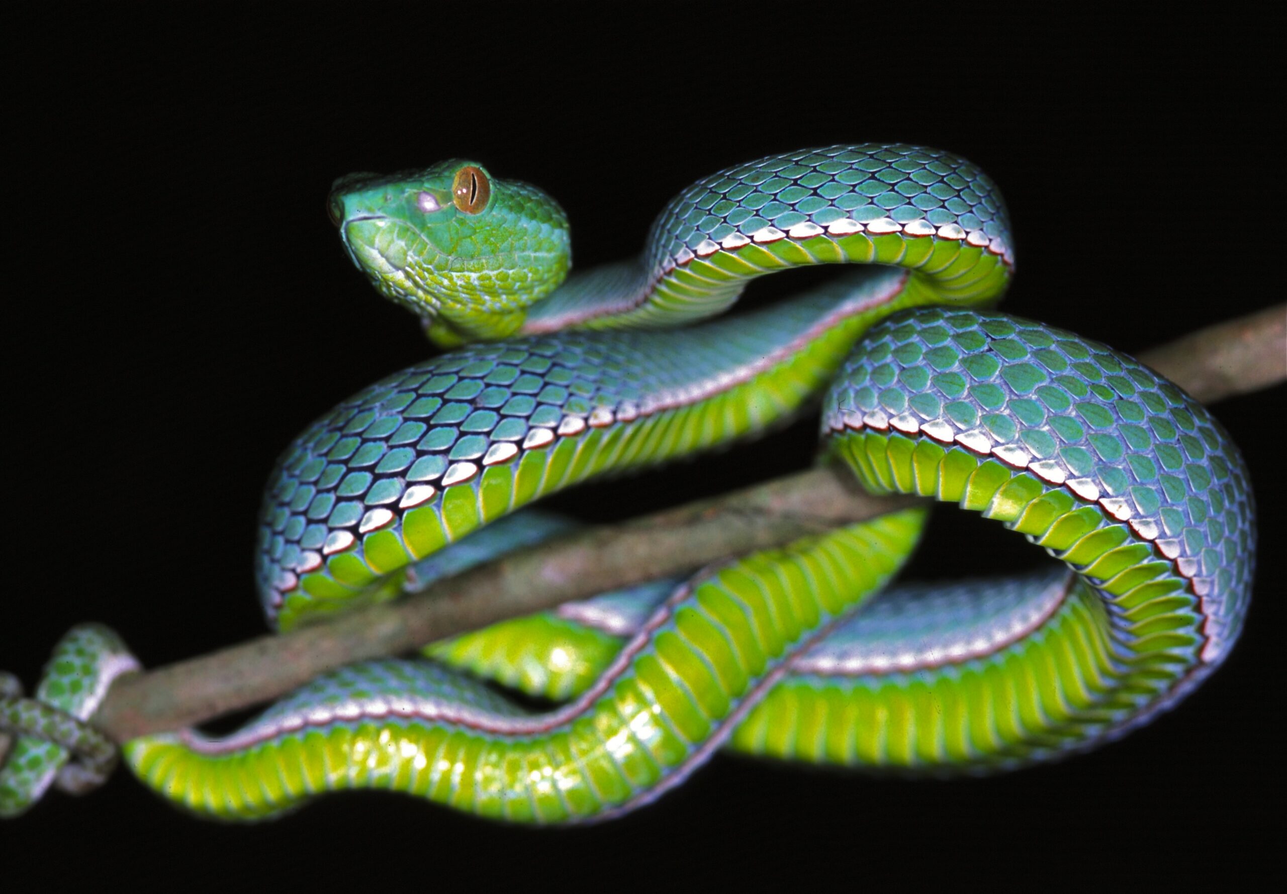 File:Vogel’s Pit Viper