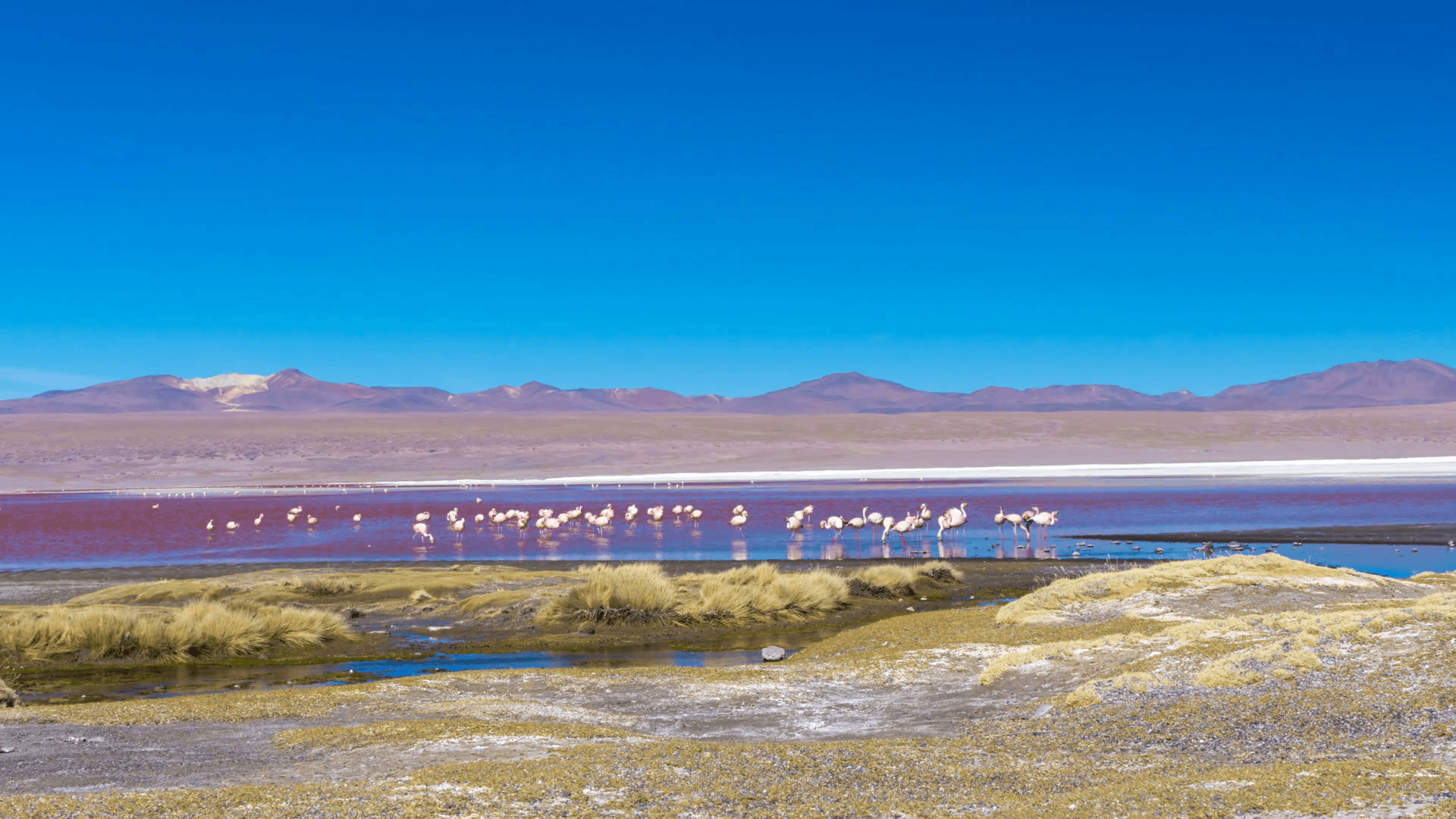 Time lapse of some Pink flamingos in Laguna Colorada in Uyuni