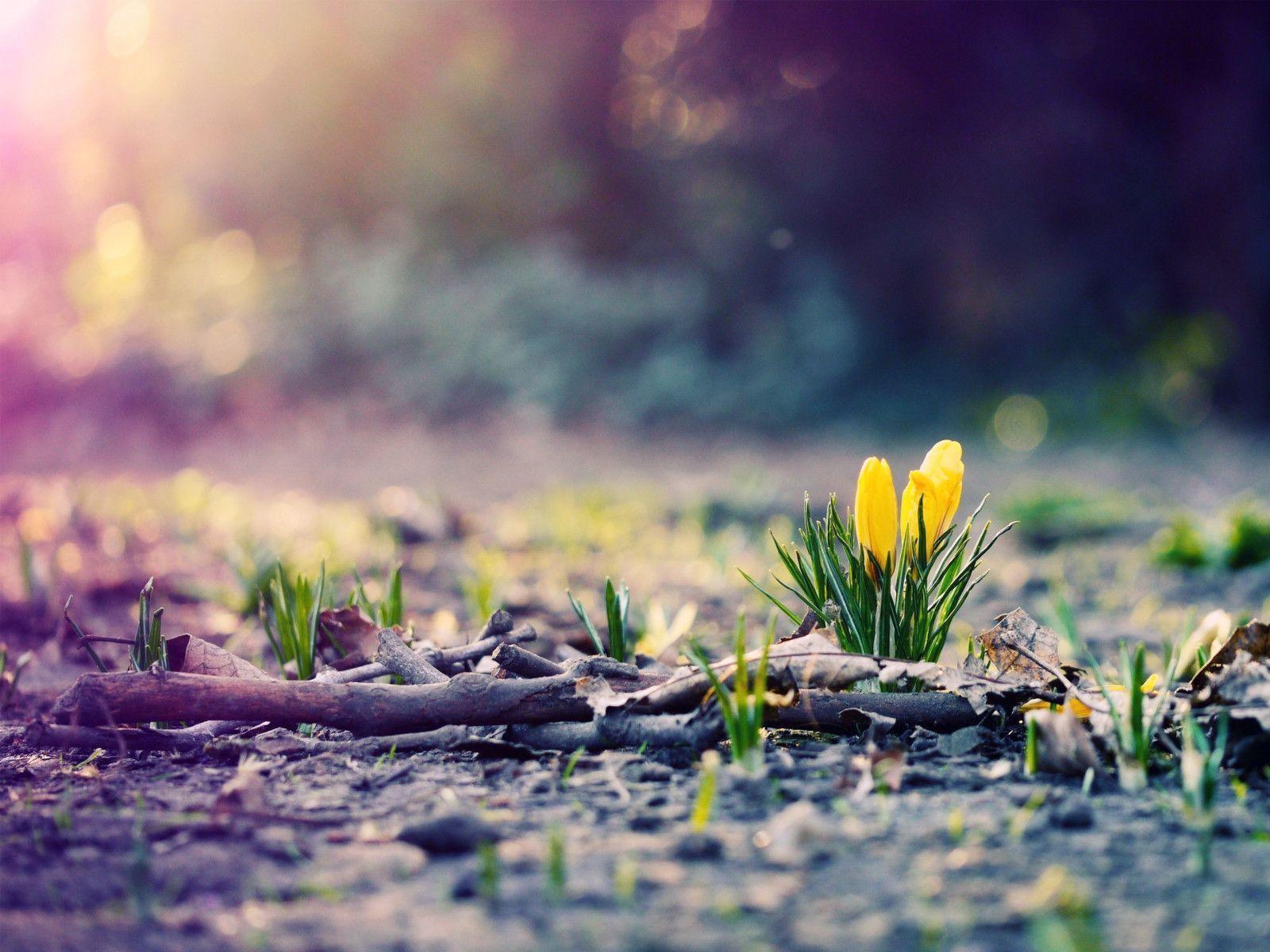 Spring Photography Wallpapers HD Wallpapers