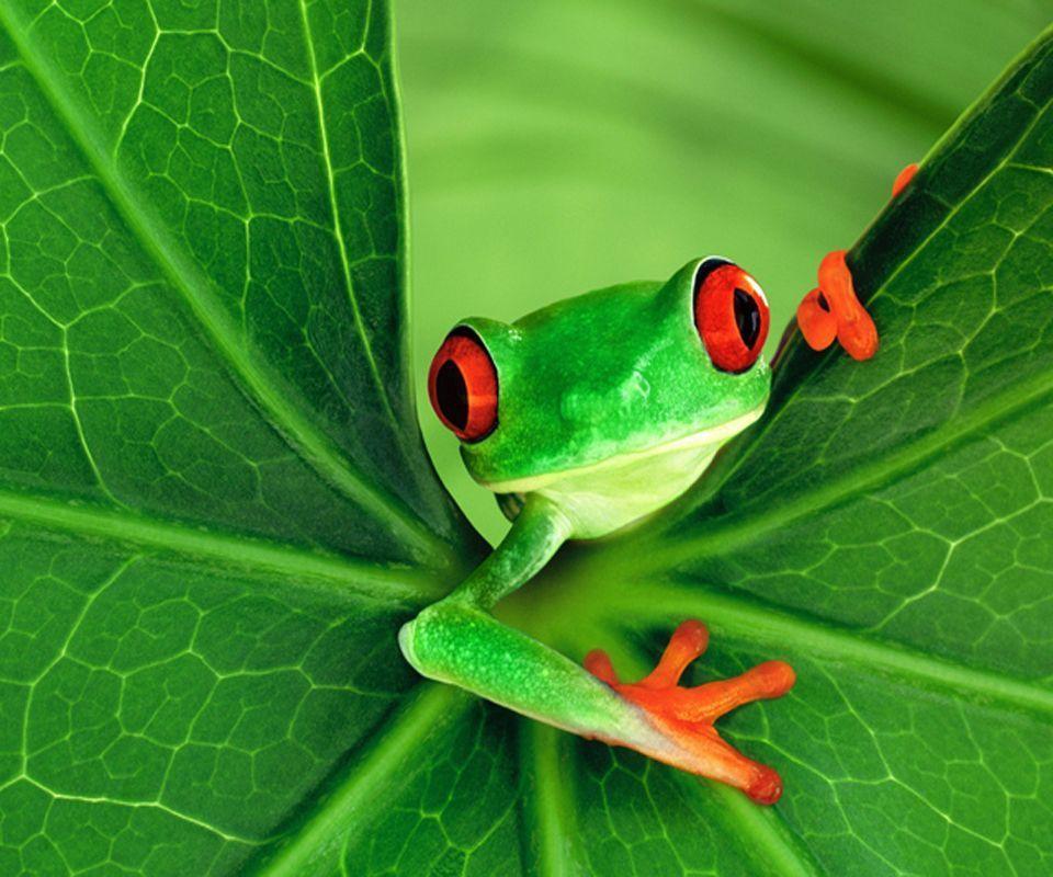 frog wallpapers