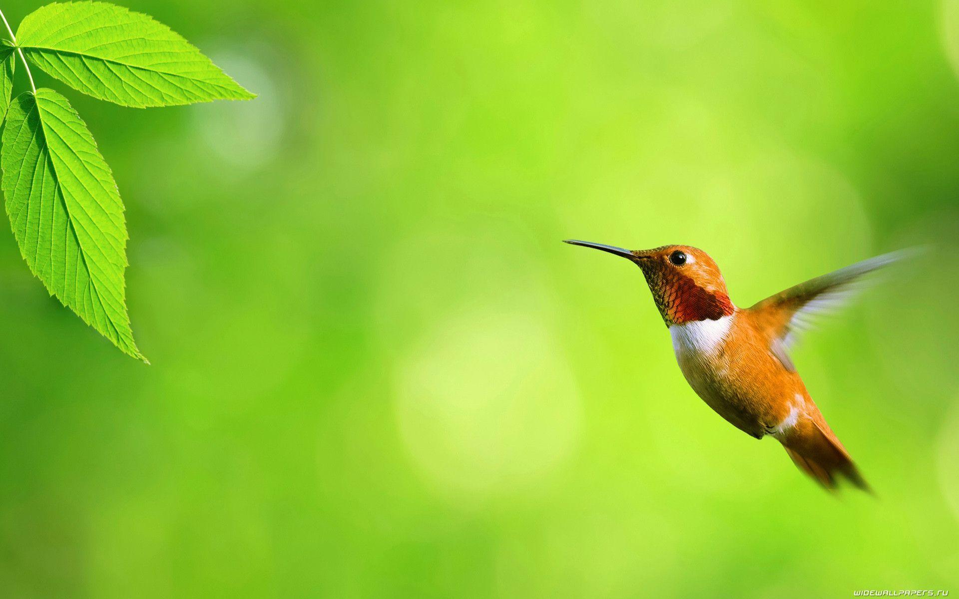 A selection of 10 Image of Birds in HD quality