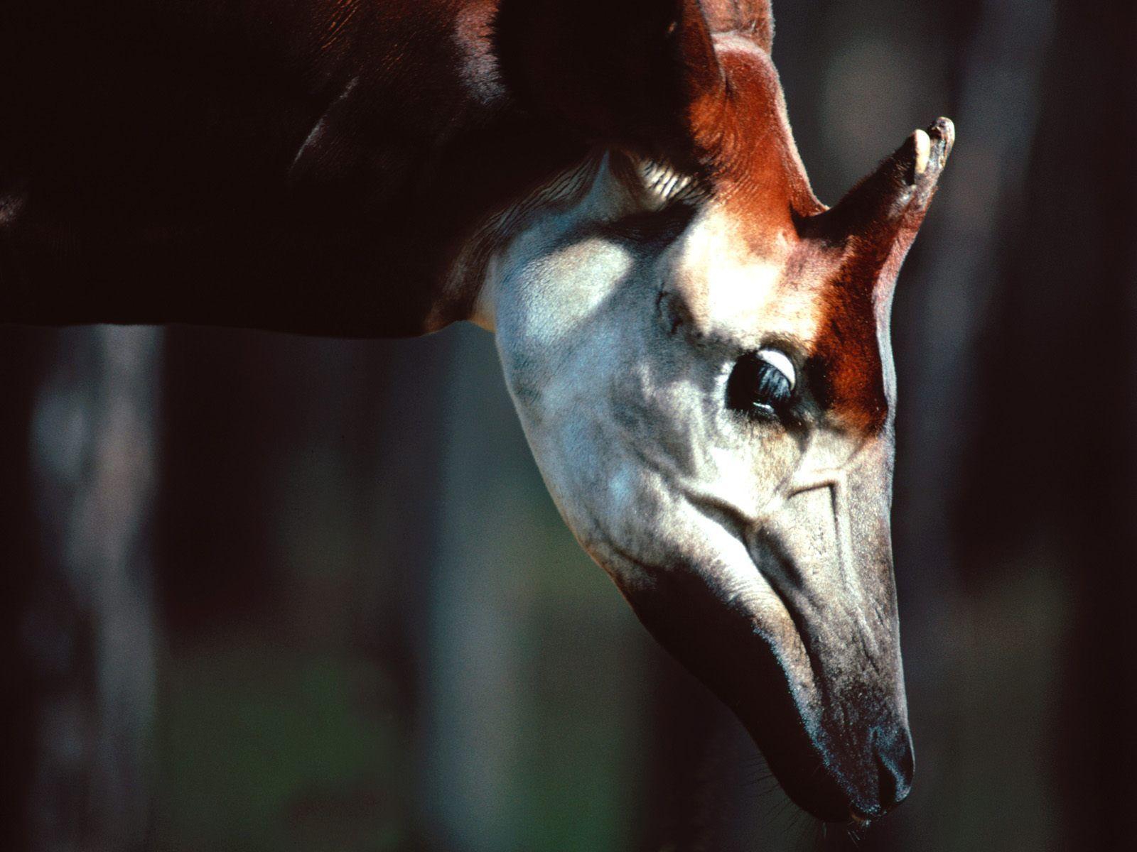 male Okapi