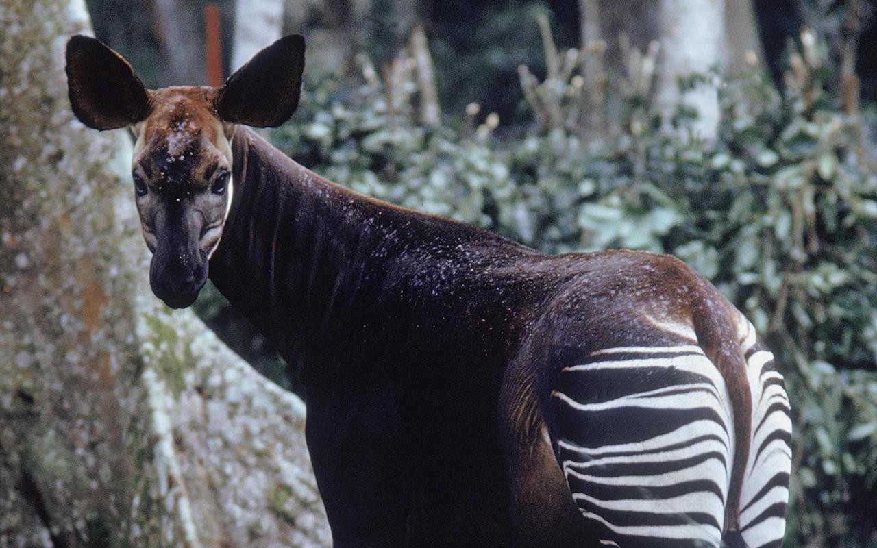 Saving Okapi in the Democratic Republic of Congo