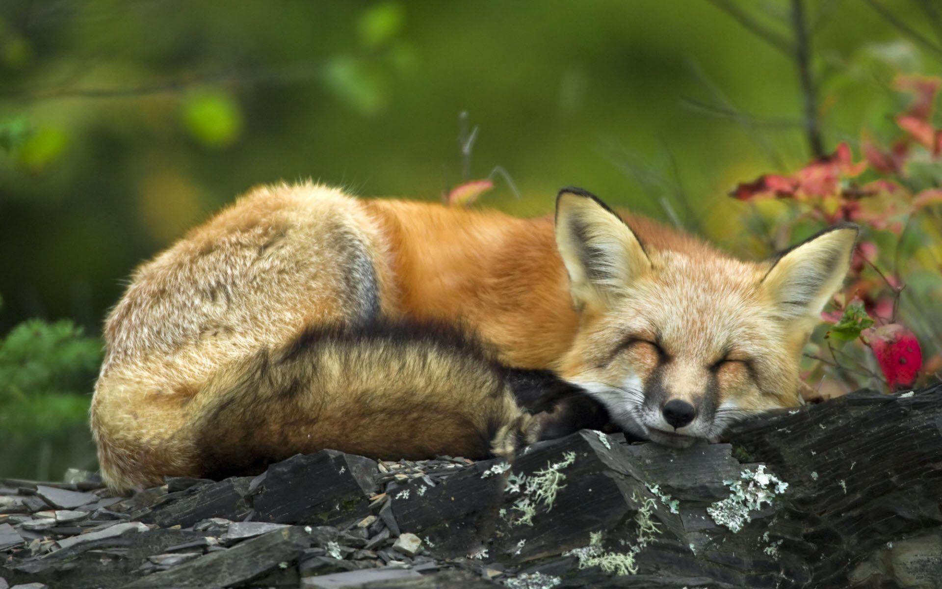 Red Fox Animal