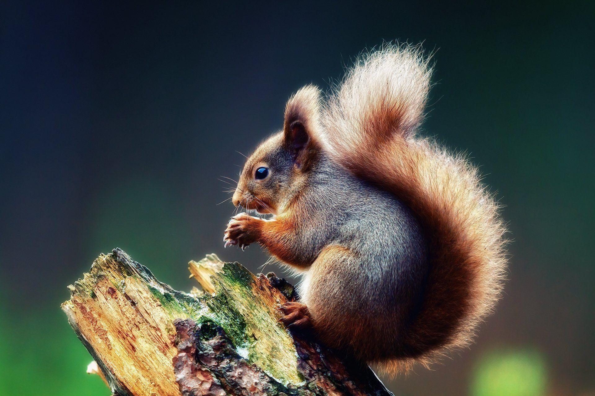 Cute Squirrel HD Wallpapers